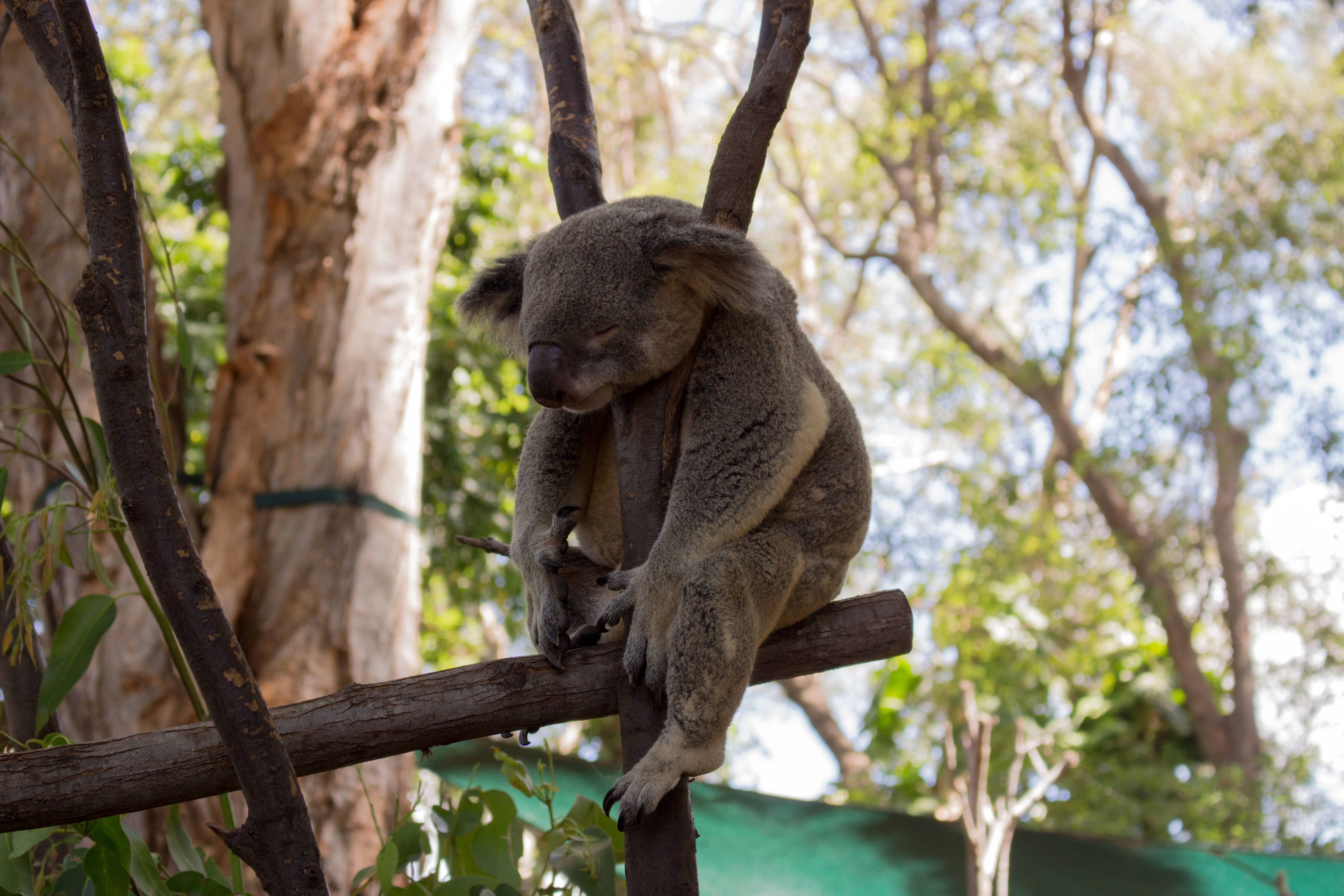 Koala 桌布 壁紙 — 一隻昏昏欲睡的無尾熊緊抓著樹枝，周圍是茂密的綠色樹葉，在明亮的日光下。