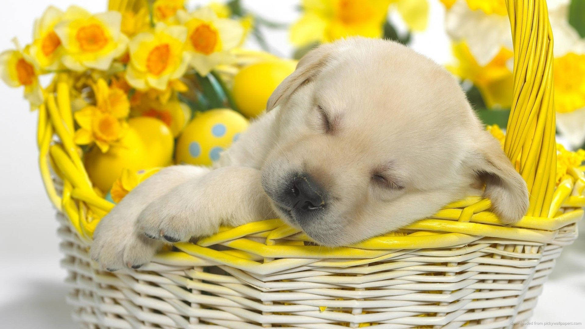 Cute Easter 桌布 壁紙 — 一隻昏昏欲睡的黃色拉布拉多幼犬在一個裝滿亮黃色水仙花和復活節彩蛋的白色柳條籃子裡安詳地休息。