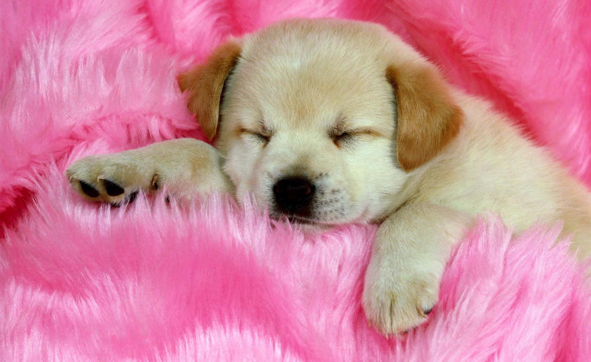Cute HD 桌布 壁紙 — 一隻昏昏欲睡的黃色拉布拉多幼犬在柔軟的亮粉色毯子上平靜地休息。