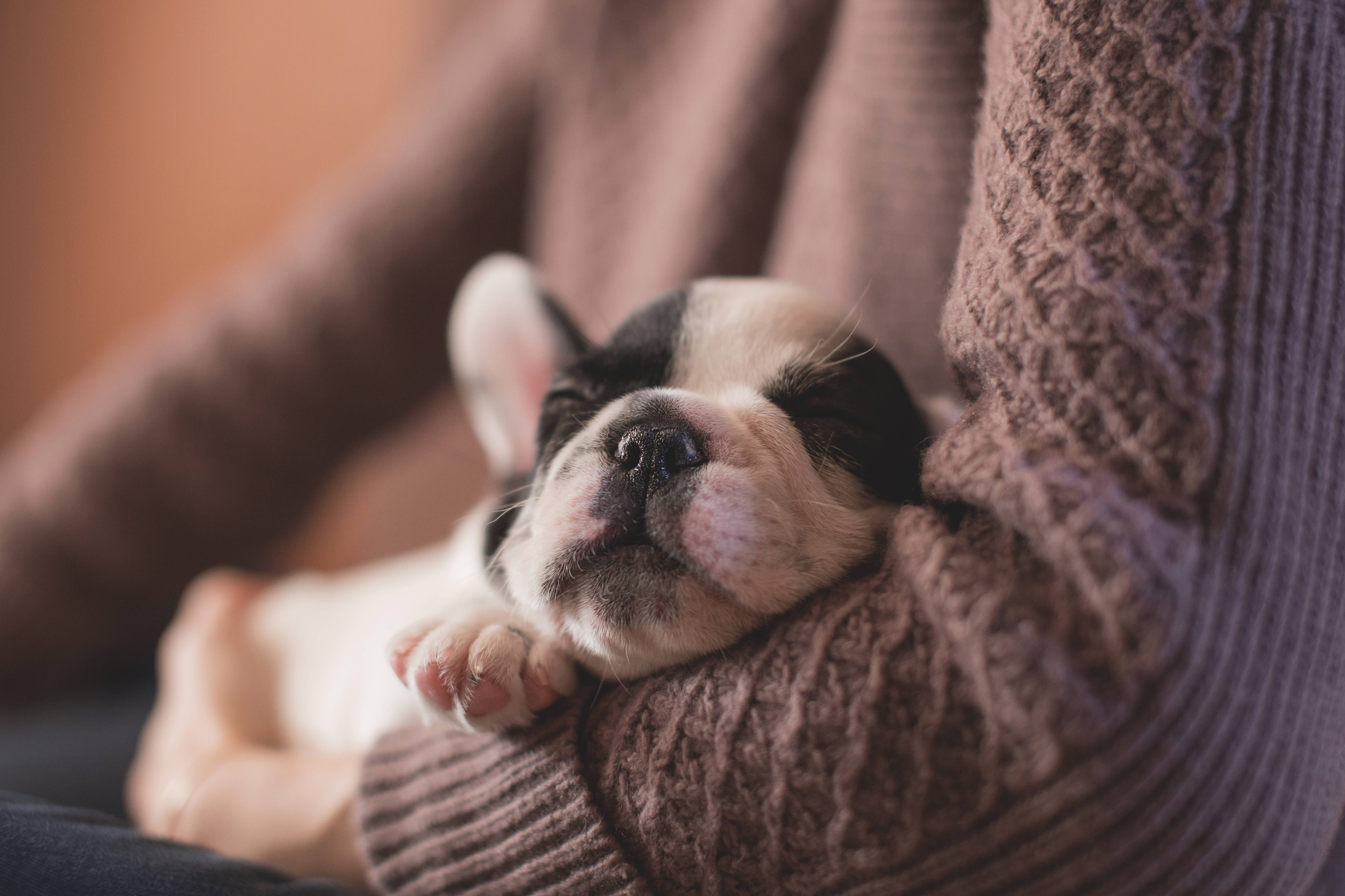 小狗 桌布 壁紙 — 一隻昏昏欲睡的黑白法國鬥牛犬幼犬在一個人舒適的棕色針織毛衣懷中安詳地休息。