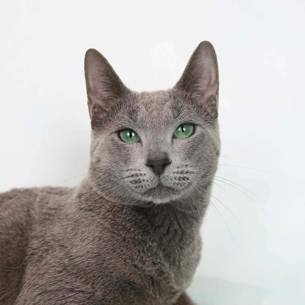 Russian Blue Cat 桌布 壁紙 — 一隻時尚灰色貓咪的特寫，擁有引人注目的綠色眼睛，在柔和的白色背景下平靜地凝視。