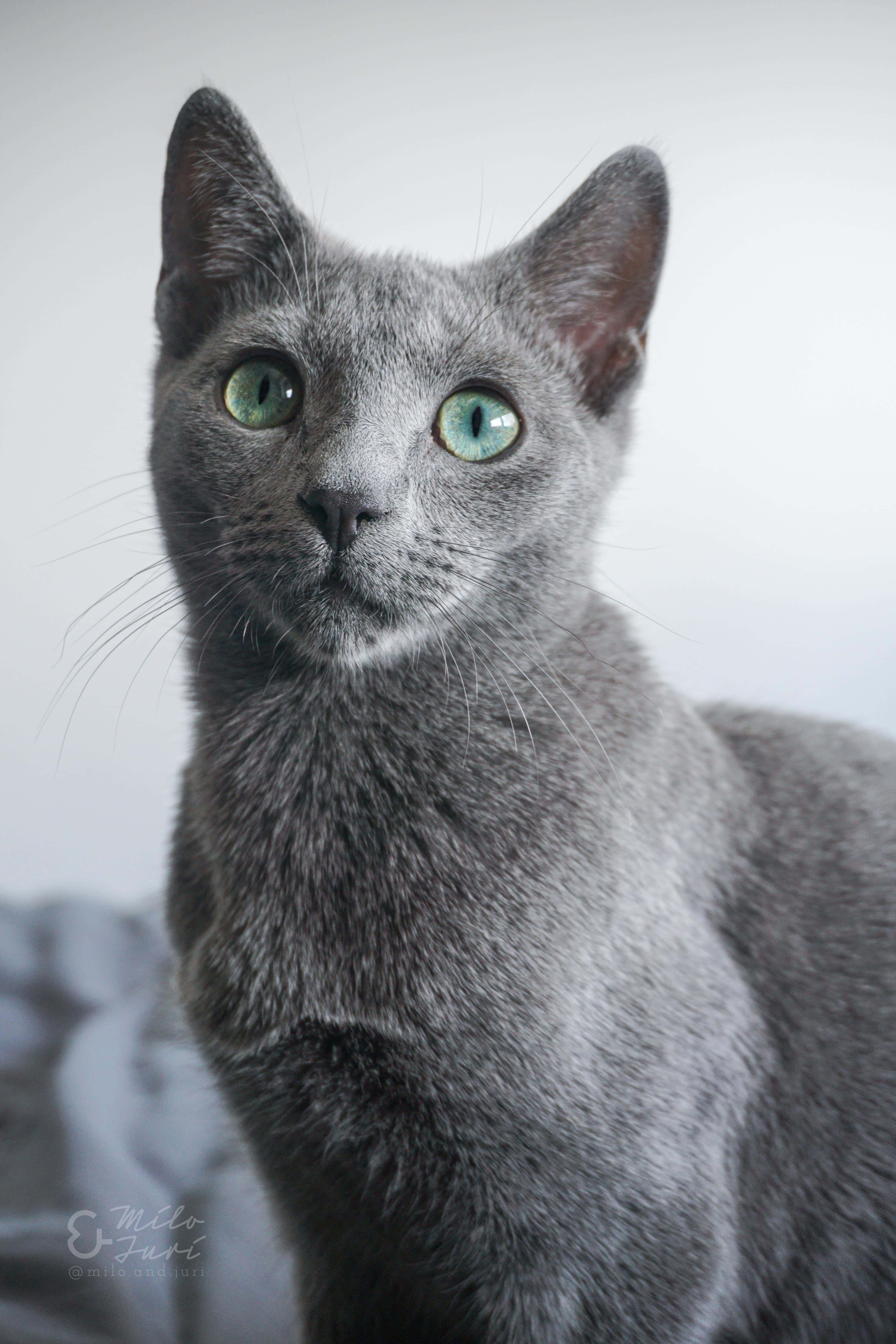 Russian Blue Cat 桌布 壁紙 — 一隻時尚灰貓的特寫肖像，擁有引人注目的綠色眼睛，在柔和的白色背景下直視鏡頭。