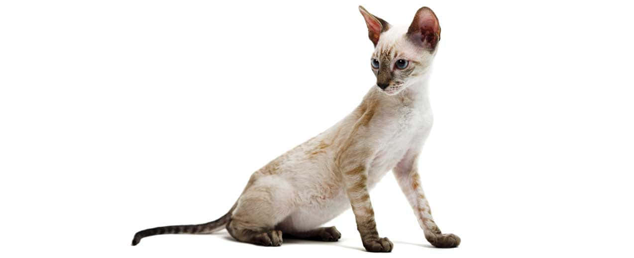 Cornish Rex 桌布 壁紙 — 一隻時尚的德文帝王貓，擁有大的耳朵和引人注目的藍色眼睛，在純白背景上優雅地坐著。