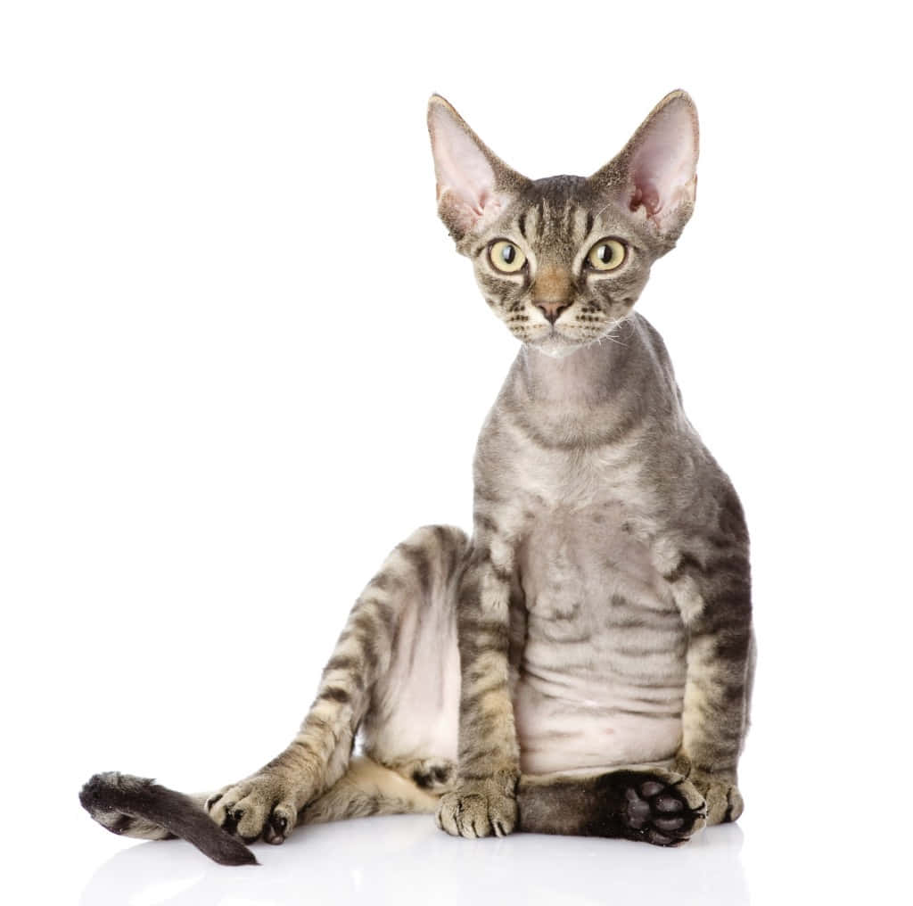 Devon Rex 桌布 壁紙 — 一隻時尚的德文捲毛貓，擁有大的耳朵和條紋毛髮，優雅地坐在純白色背景前。