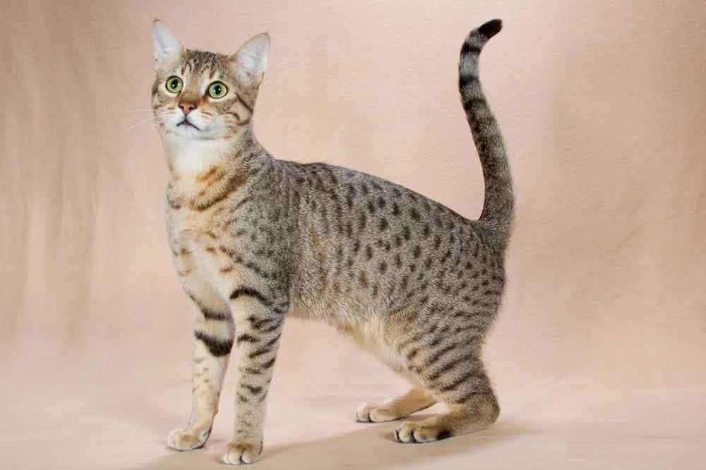 Egyptian Mau 桌布 壁紙 — 一隻時尚的斑點貓，擁有引人注目的綠色眼睛，在柔和的米色工作室背景前警覺地站立。
