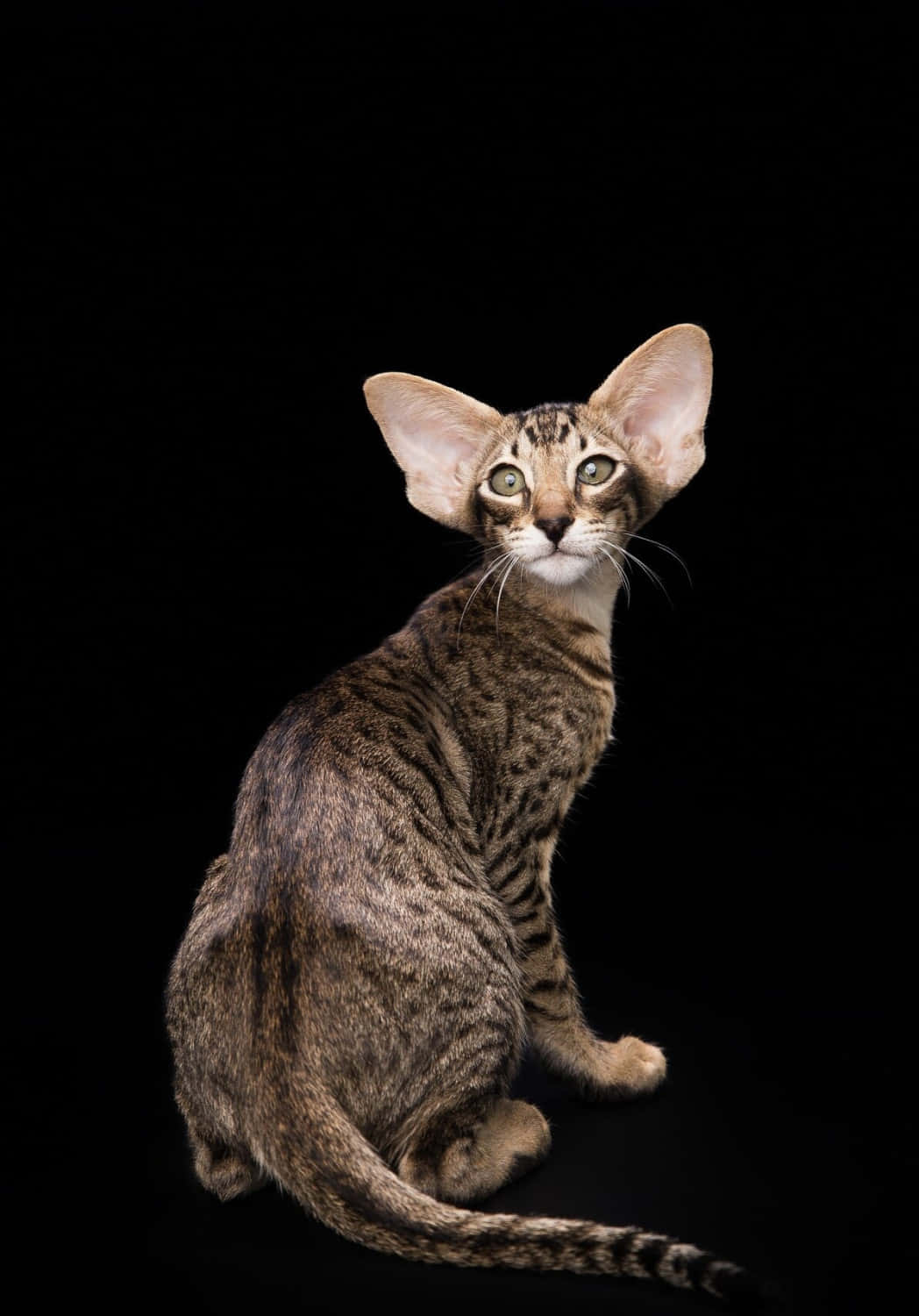 Oriental Shorthair 桌布 壁紙 — 一隻時尚的斑點貓，耳朵很大，在純黑色背景下擺好姿勢坐著，綠色的眼睛帶著警覺的好奇心向上凝視。