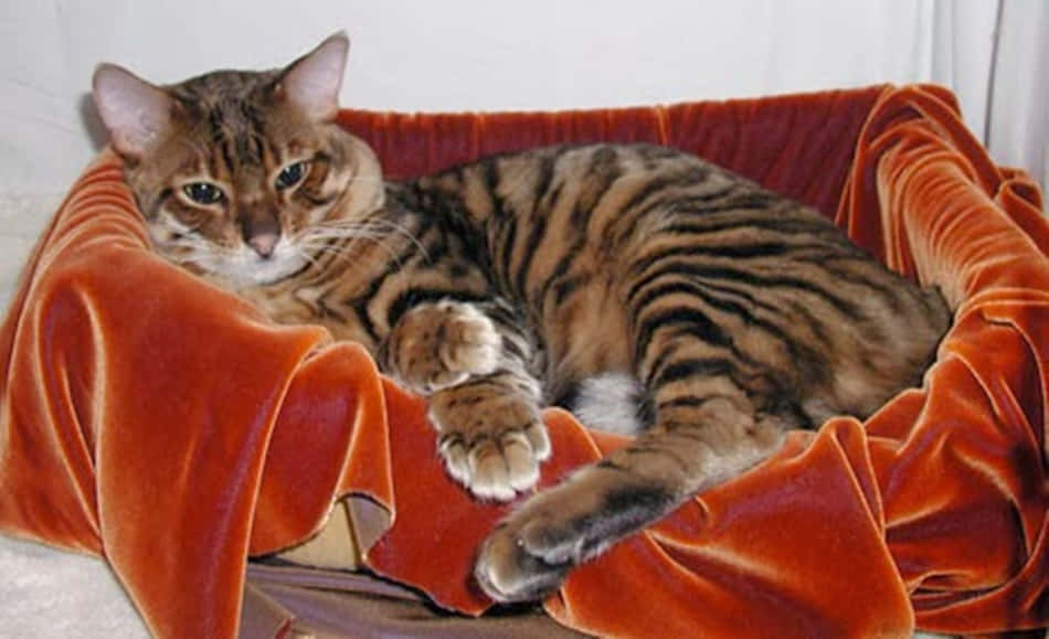 Toyger 桌布 壁紙 — 一隻時尚的棕色虎斑貓，在柔軟的橙色天鵝絨寵物床上，帶著平靜的眼神，高貴地躺臥著。