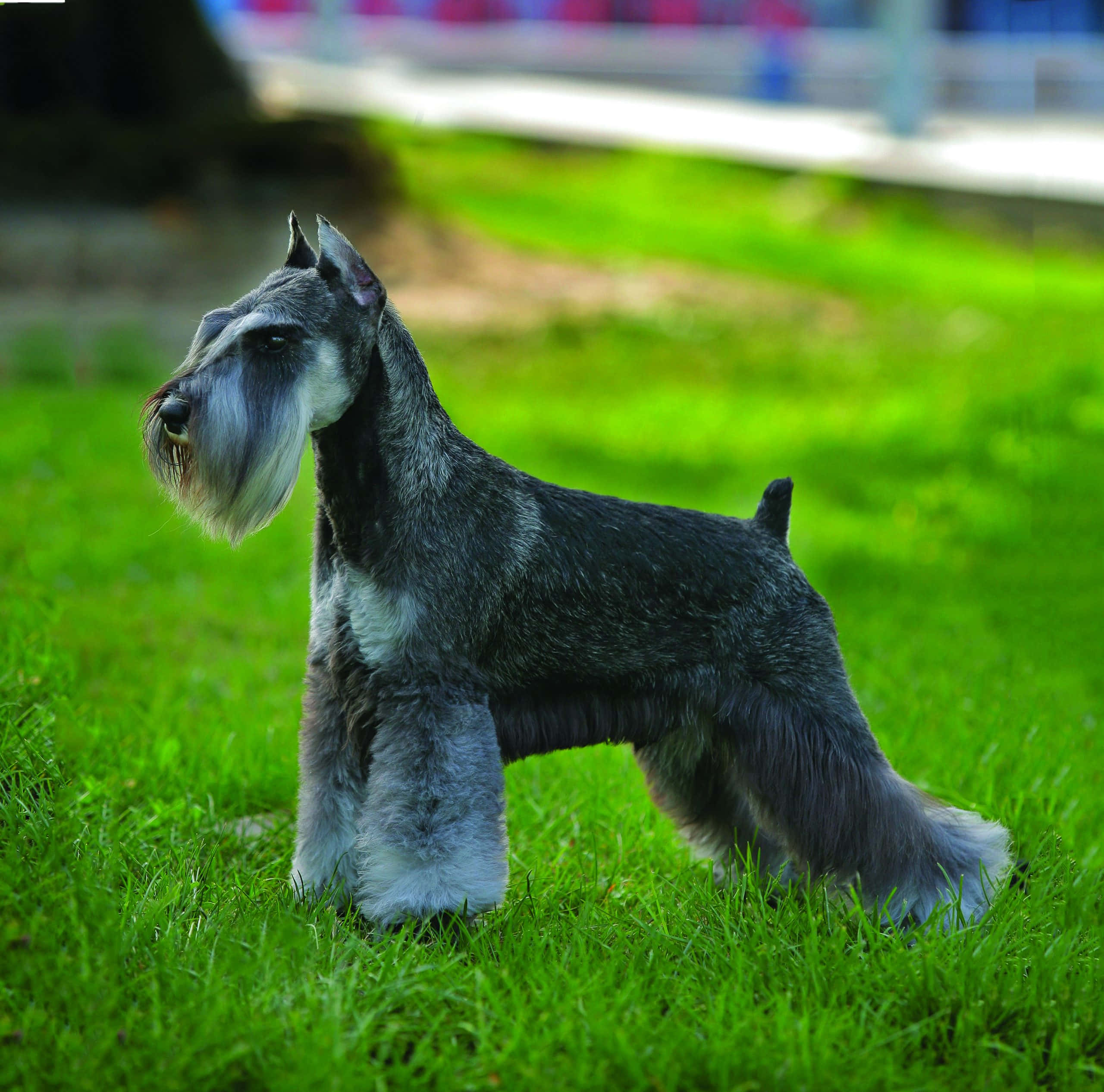 Schnauzer 桌布 壁紙 — 一隻時尚的灰白色雪納瑞在明亮的日光下警覺地站在充滿活力的綠色草地上。