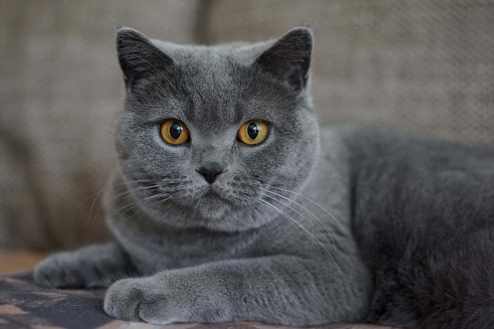 grey cat 桌布 壁紙 — 一隻時尚的灰色英國短毛貓，擁有引人注目的琥珀色眼睛，平靜地躺在有紋理的表面上。