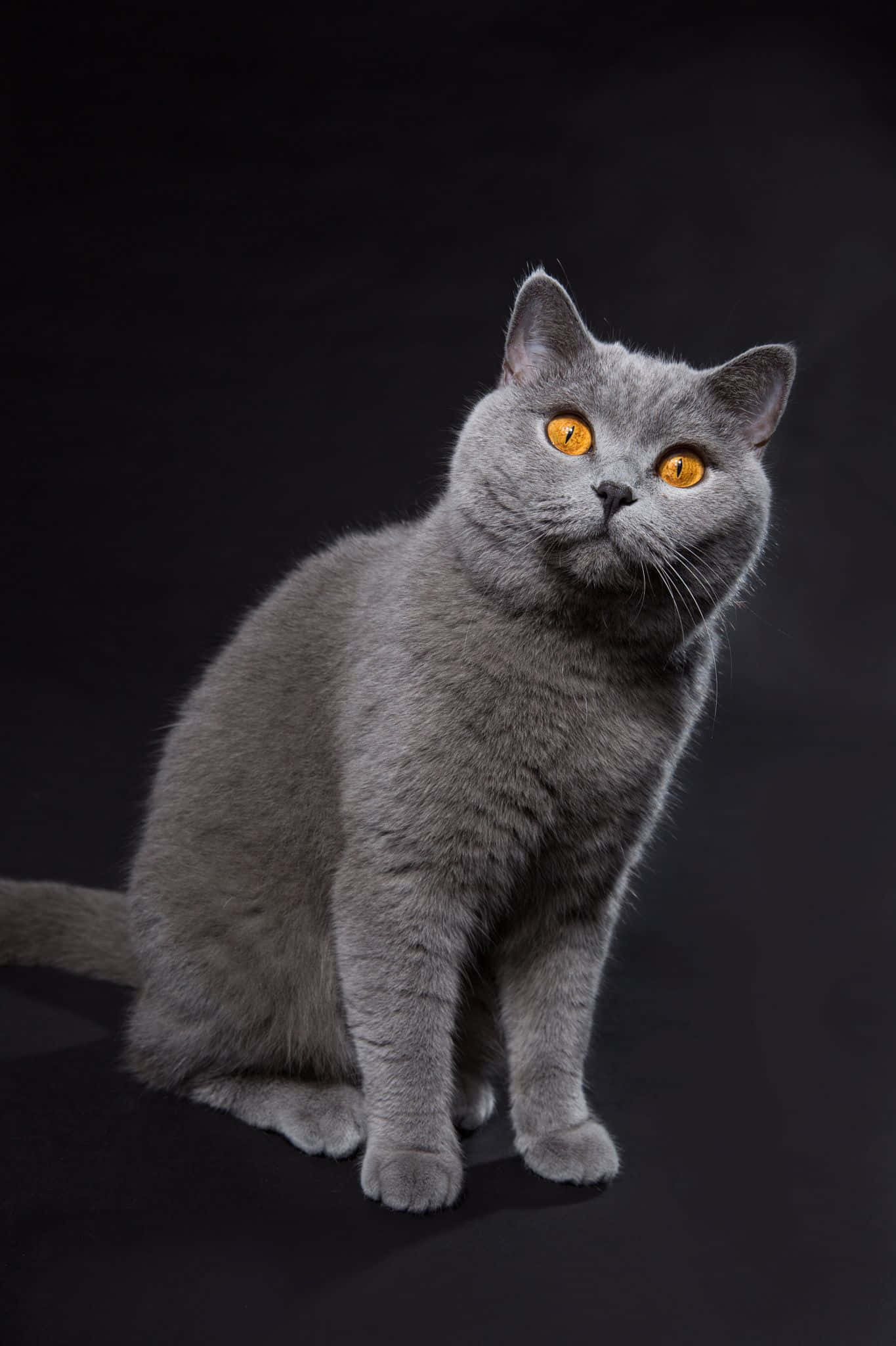 American Shorthair 桌布 壁紙 — 一隻時尚的灰色貓咪，擁有引人注目的琥珀色眼睛，端坐在純黑背景前，散發著寧靜的優雅。