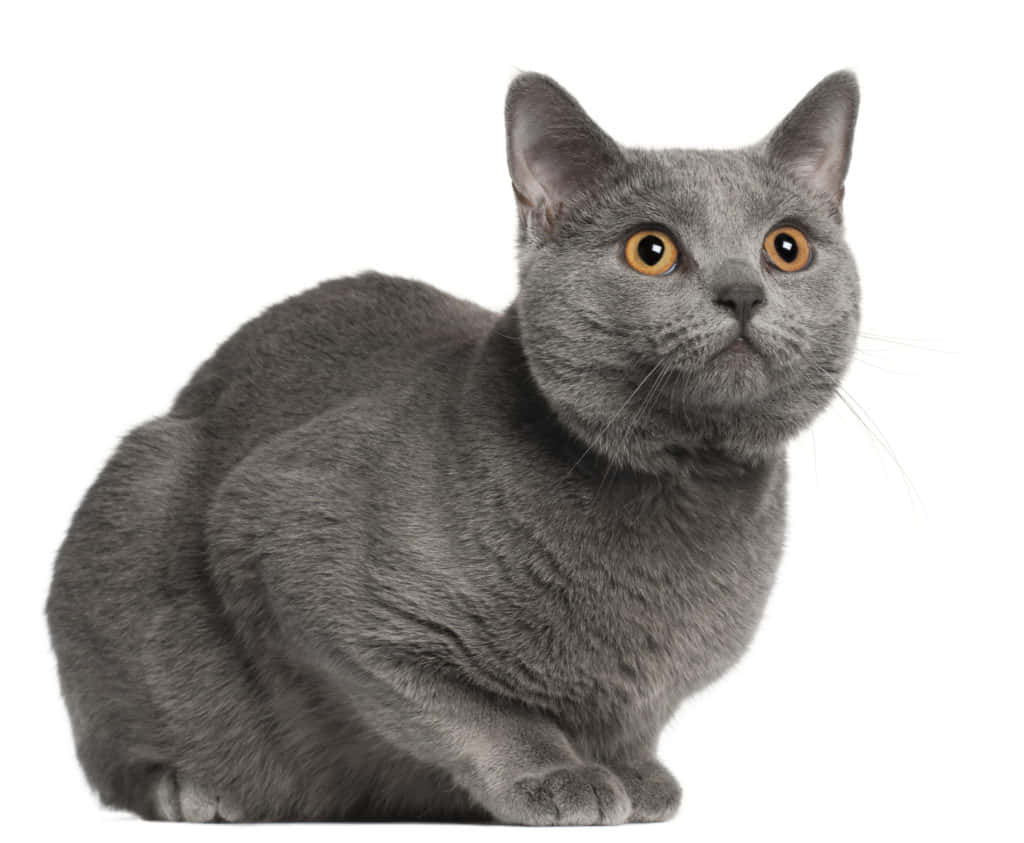 Chartreux 桌布 壁紙 — 一隻時尚的灰色貓咪，擁有引人注目的琥珀色眼睛，在純白背景下擺出姿勢坐著。