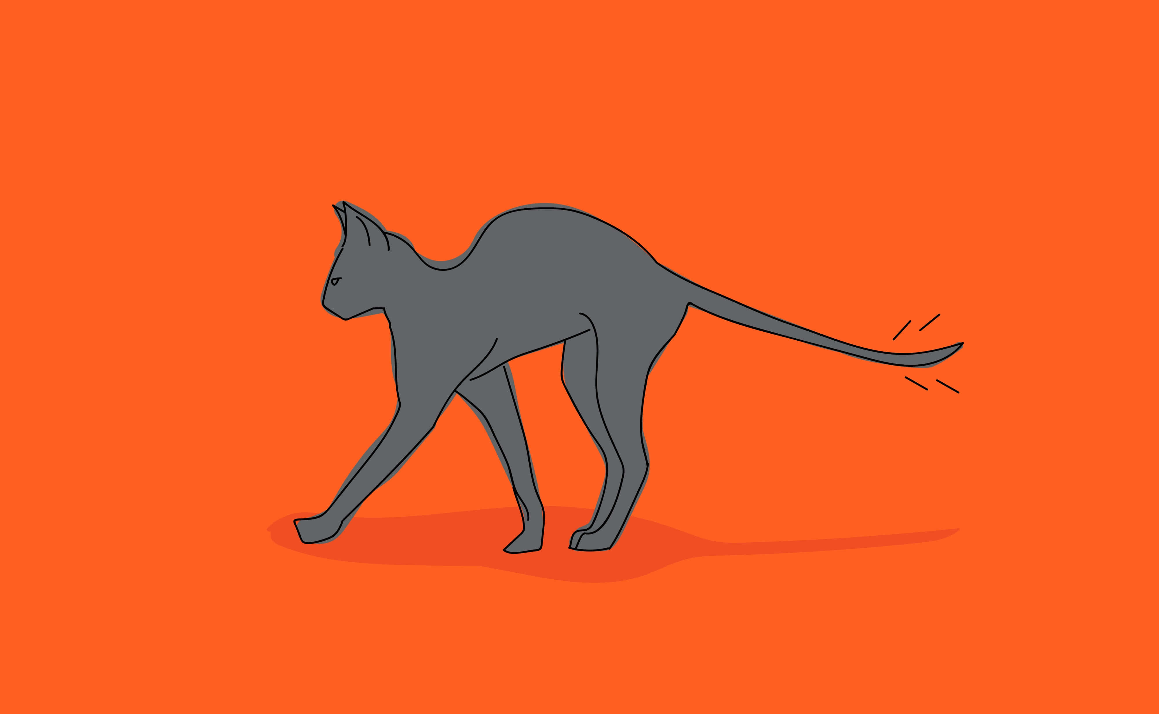 Cat Tail 桌布 壁紙 — 一隻時尚的灰色貓咪自信地走在充滿活力的橙色背景上，下方帶有微妙的陰影。