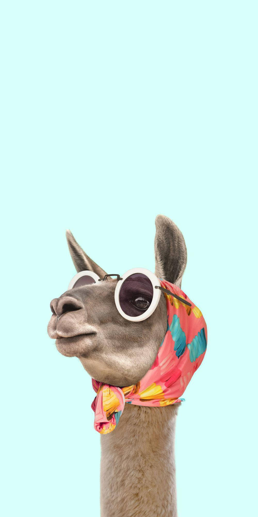 動物 桌布 壁紙 — 一隻時尚的羊駝戴著超大太陽眼鏡和彩色圍巾，背景為純淺藍色。