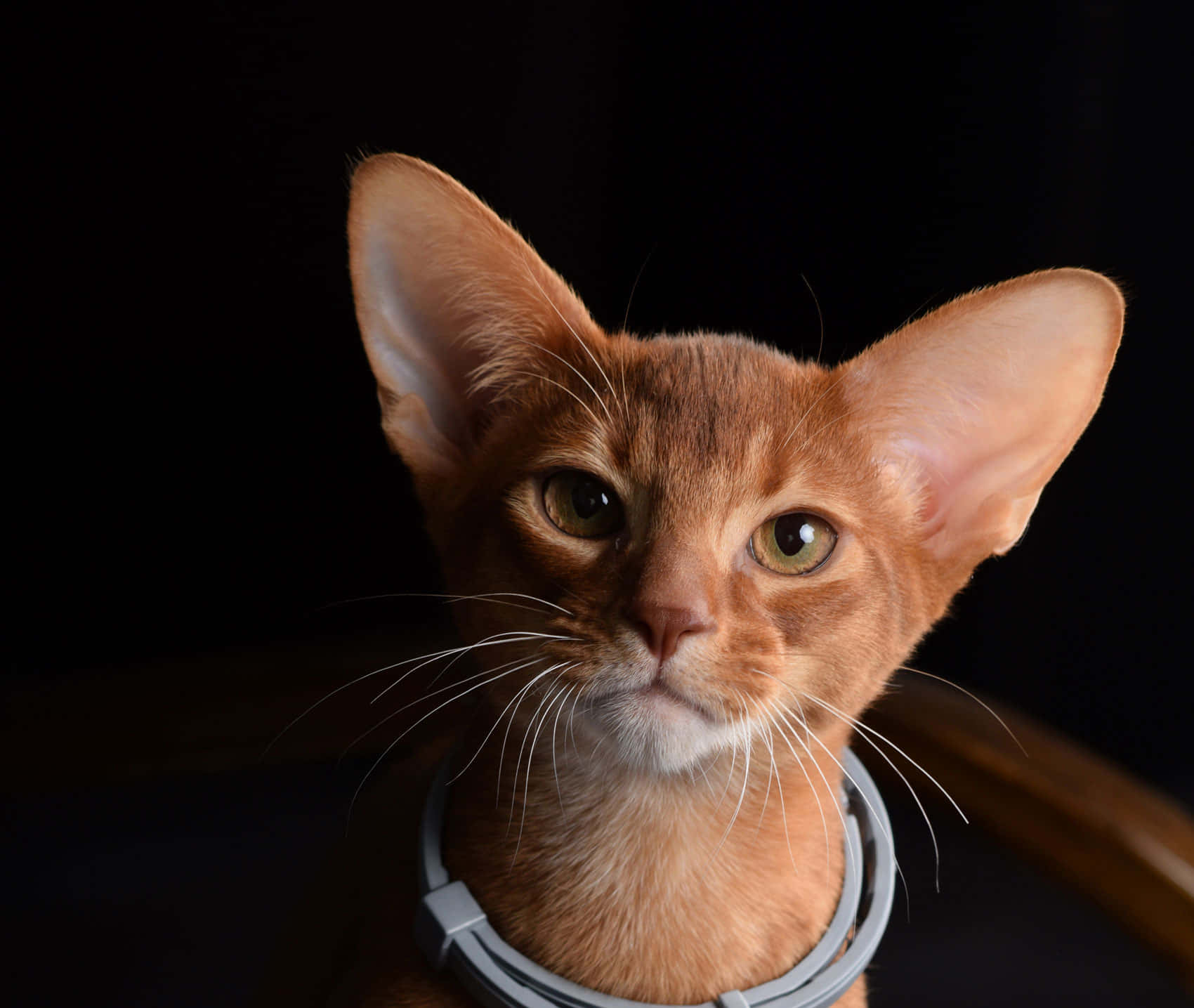 Abyssinian 桌布 壁紙 — 一隻時尚的薑黃色阿比西尼亞貓的特寫，有大耳朵和綠色眼睛，戴著灰色項圈，背景是黑色。
