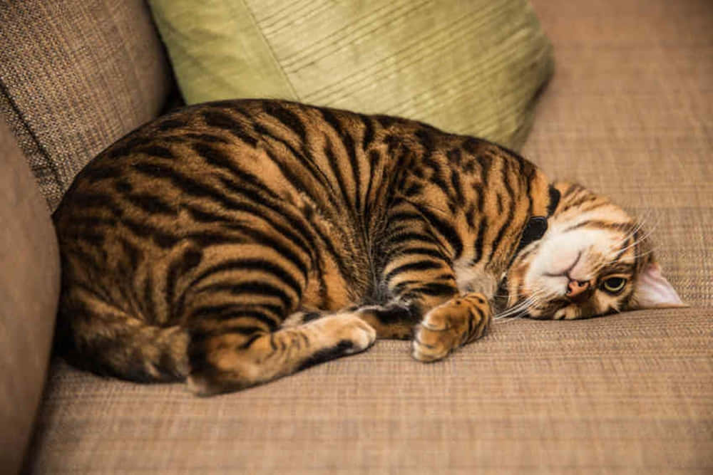 Toyger 桌布 壁紙 — 一隻時尚的虎斑貓在綠色枕頭旁邊的質感米色沙發上蜷縮入睡。