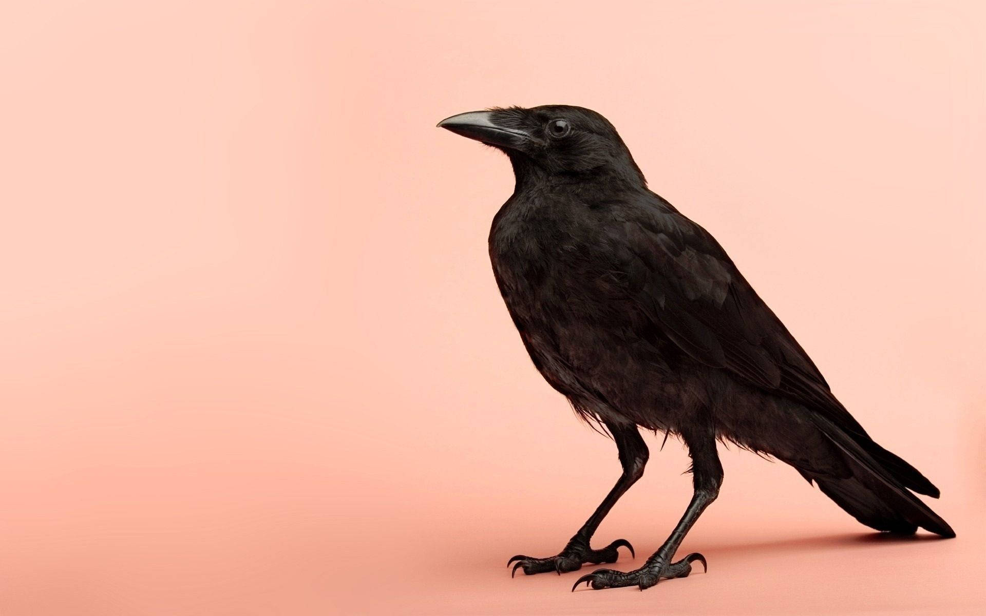 Raven 桌布 壁紙 — 一隻時尚的黑烏鴉在柔和蜜桃色背景前擺出姿勢，是極簡風格的攝影棚照片。