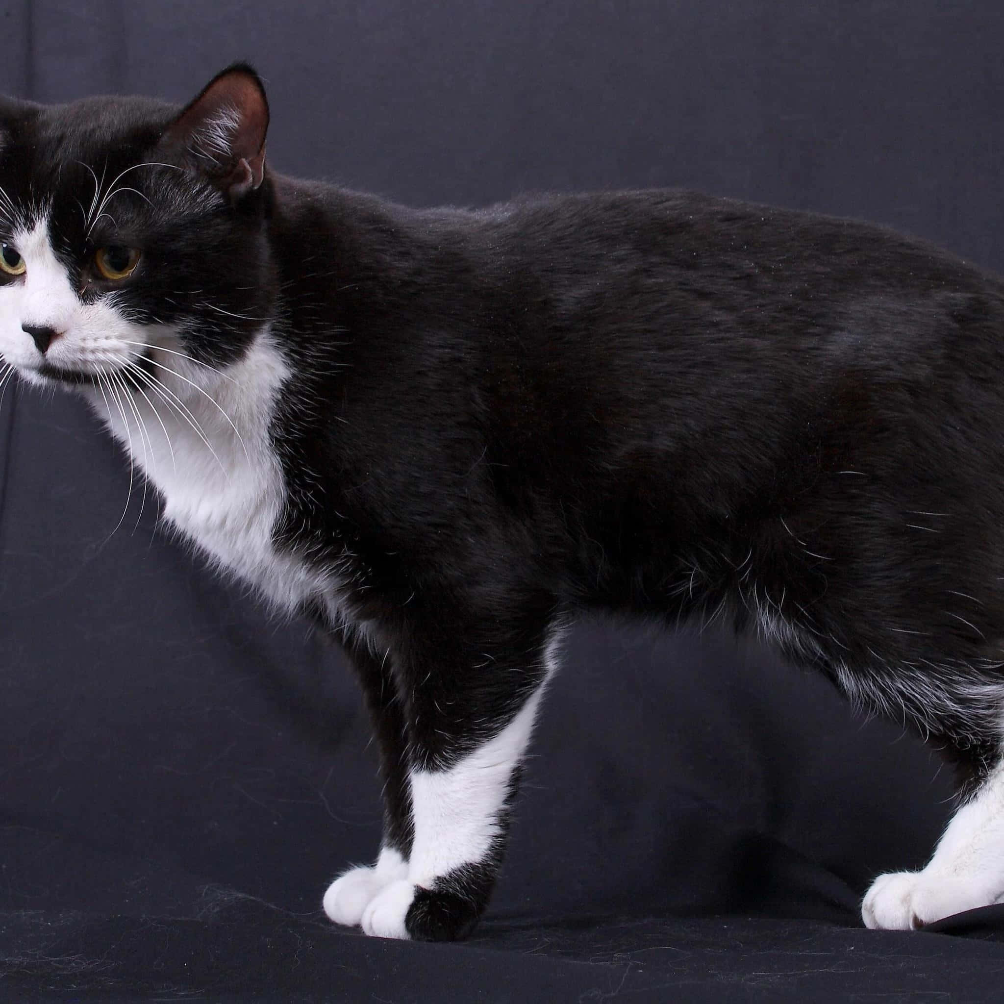 Manx Cat 桌布 壁紙 — 一隻時尚的黑白貓咪在黑暗背景下站定，帶有警覺的黃色眼睛。
