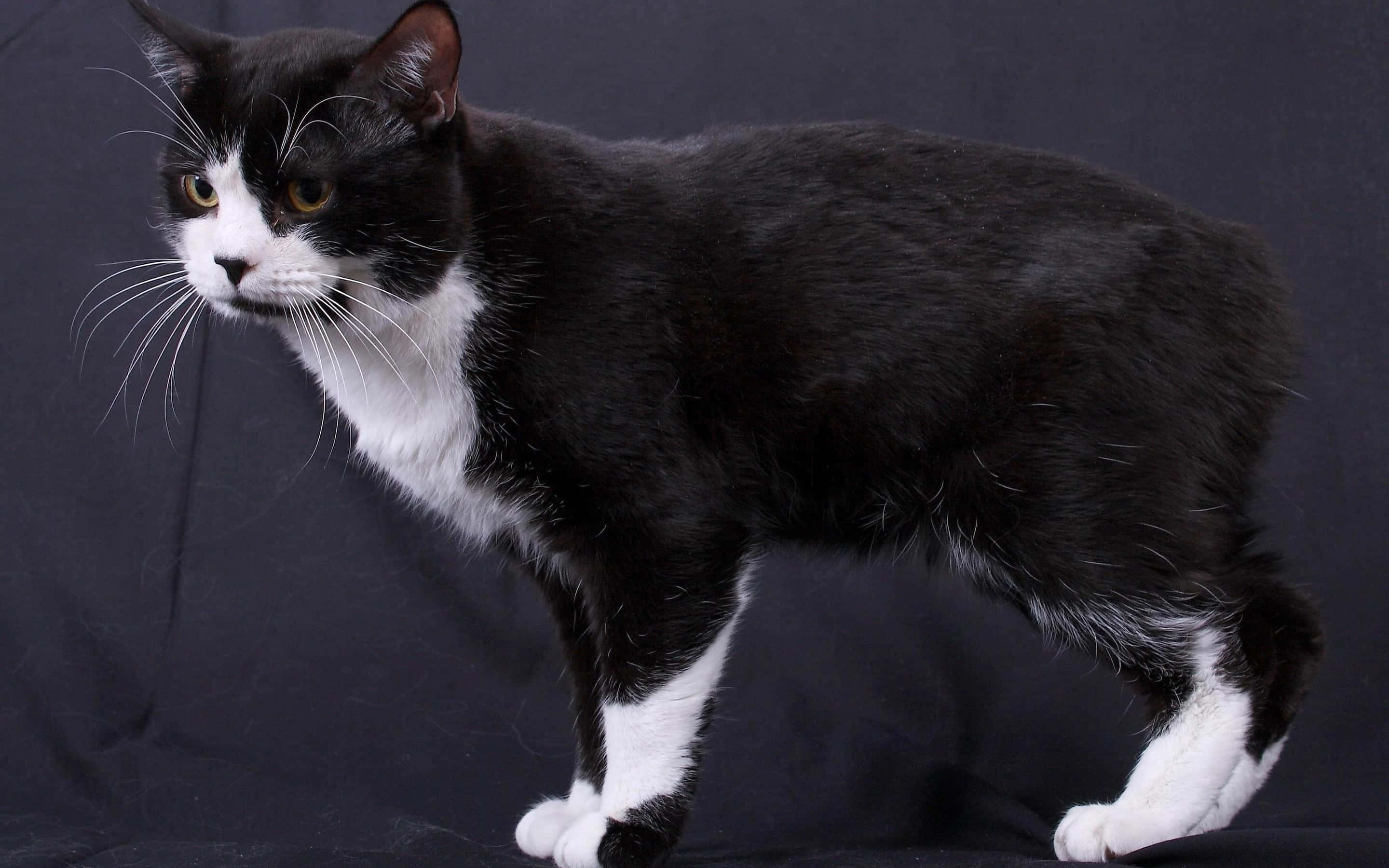 Manx Cat 桌布 壁紙 — 一隻時尚的黑白貓站在黑暗背景前，明亮的眼睛和警覺的姿勢引人注目。