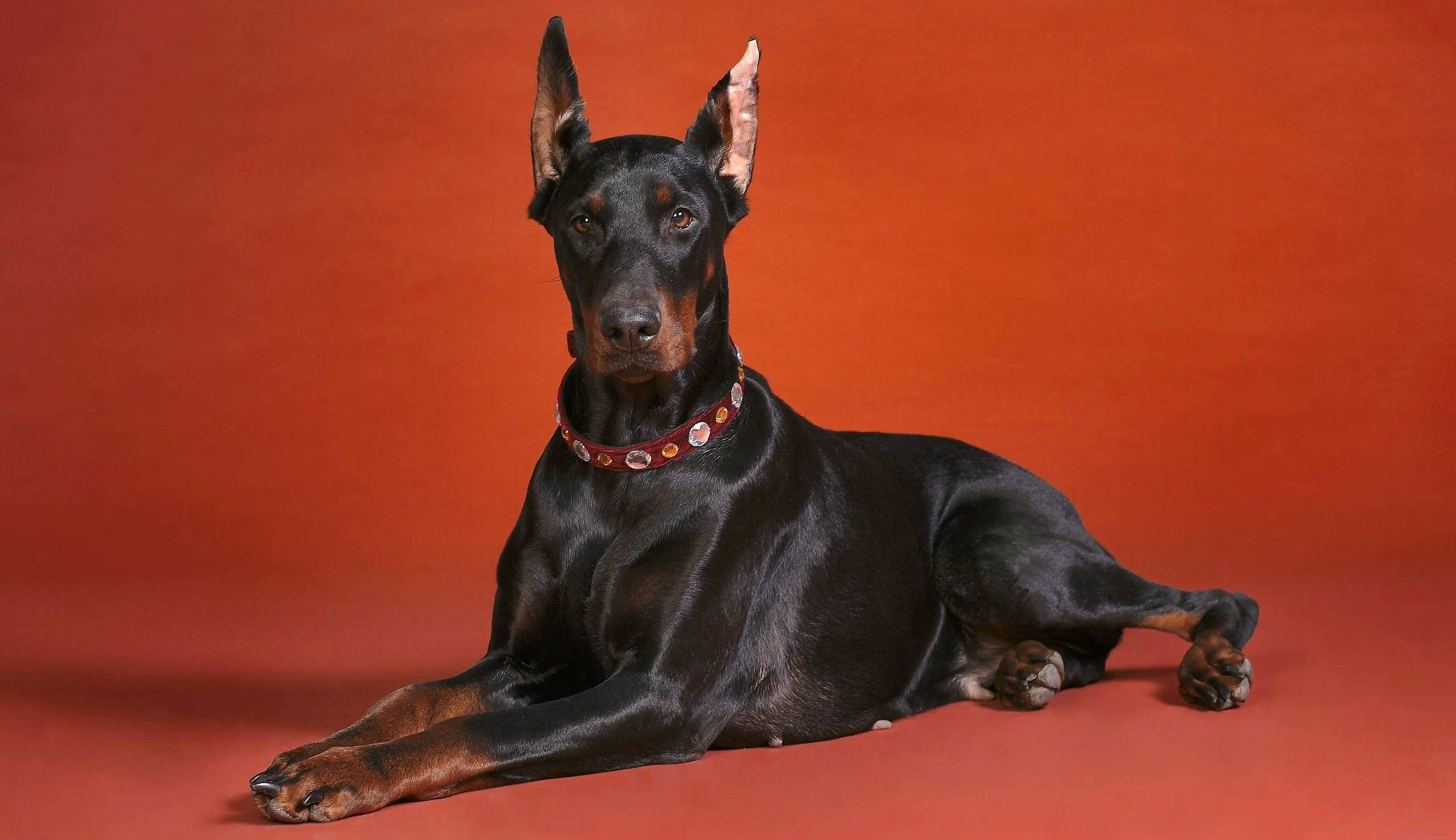 Doberman 桌布 壁紙 — 一隻時尚的黑色和棕褐色杜賓犬在充滿活力的橙色工作室地板上擺好姿勢躺著，警覺地豎起耳朵，戴著紅色鉚釘項圈，專注地凝視。