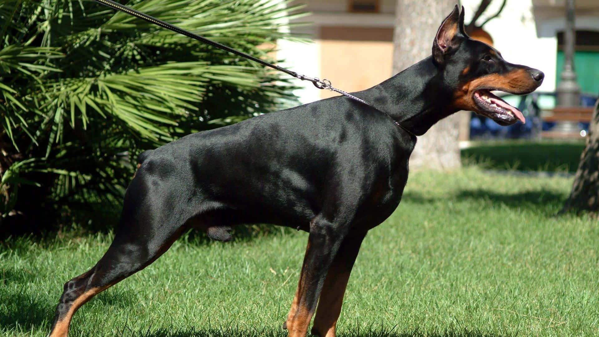 Doberman 桌布 壁紙 — 一隻時尚的黑色和棕褐色杜賓犬警覺地站在鮮綠色的草地上，背景有棕櫚葉和樹木。