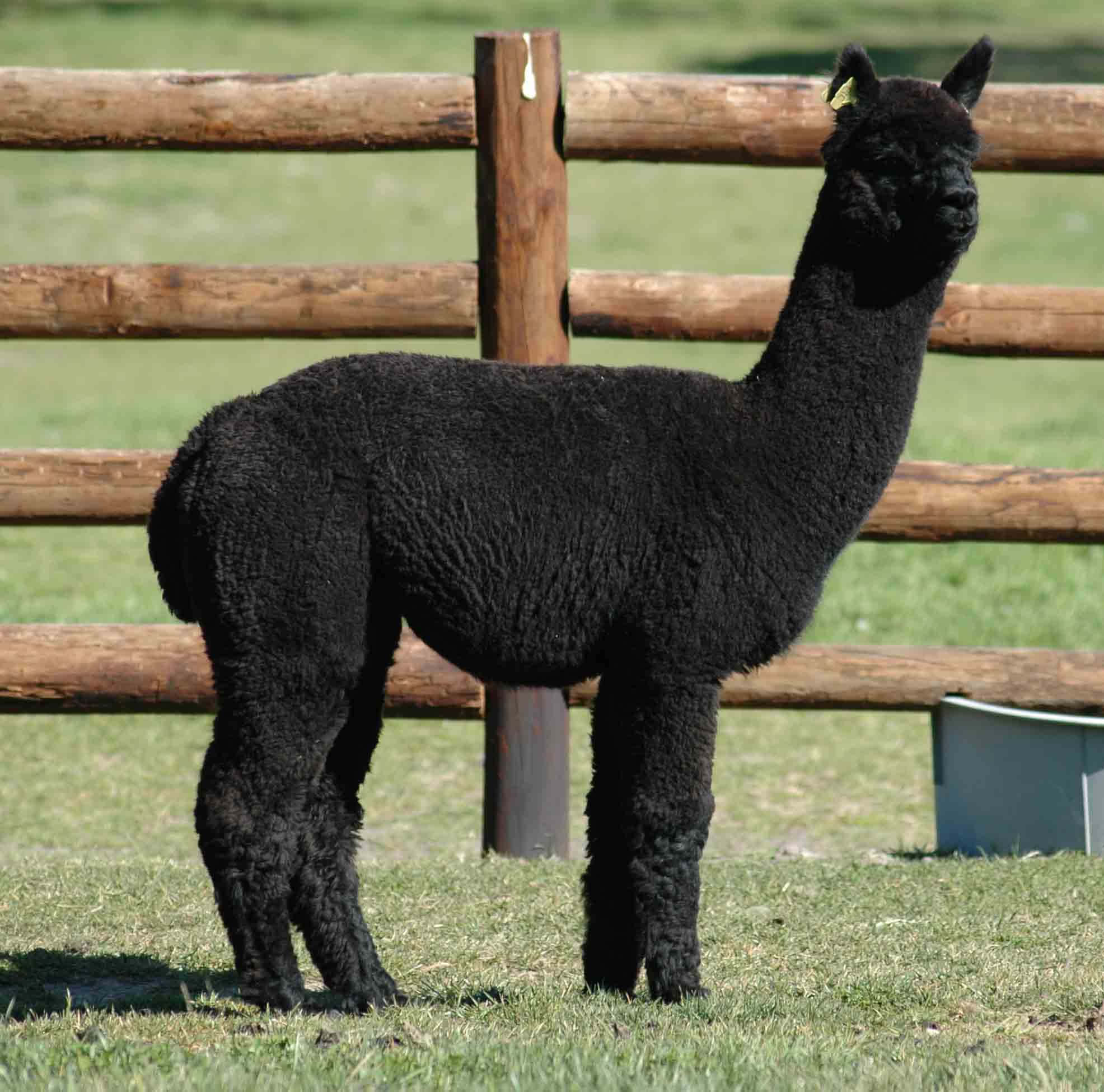 Alpaca 桌布 壁紙 — 一隻時尚的黑色羊駝平靜地站在陽光明媚的草地上，背後是質樸的木柵欄。