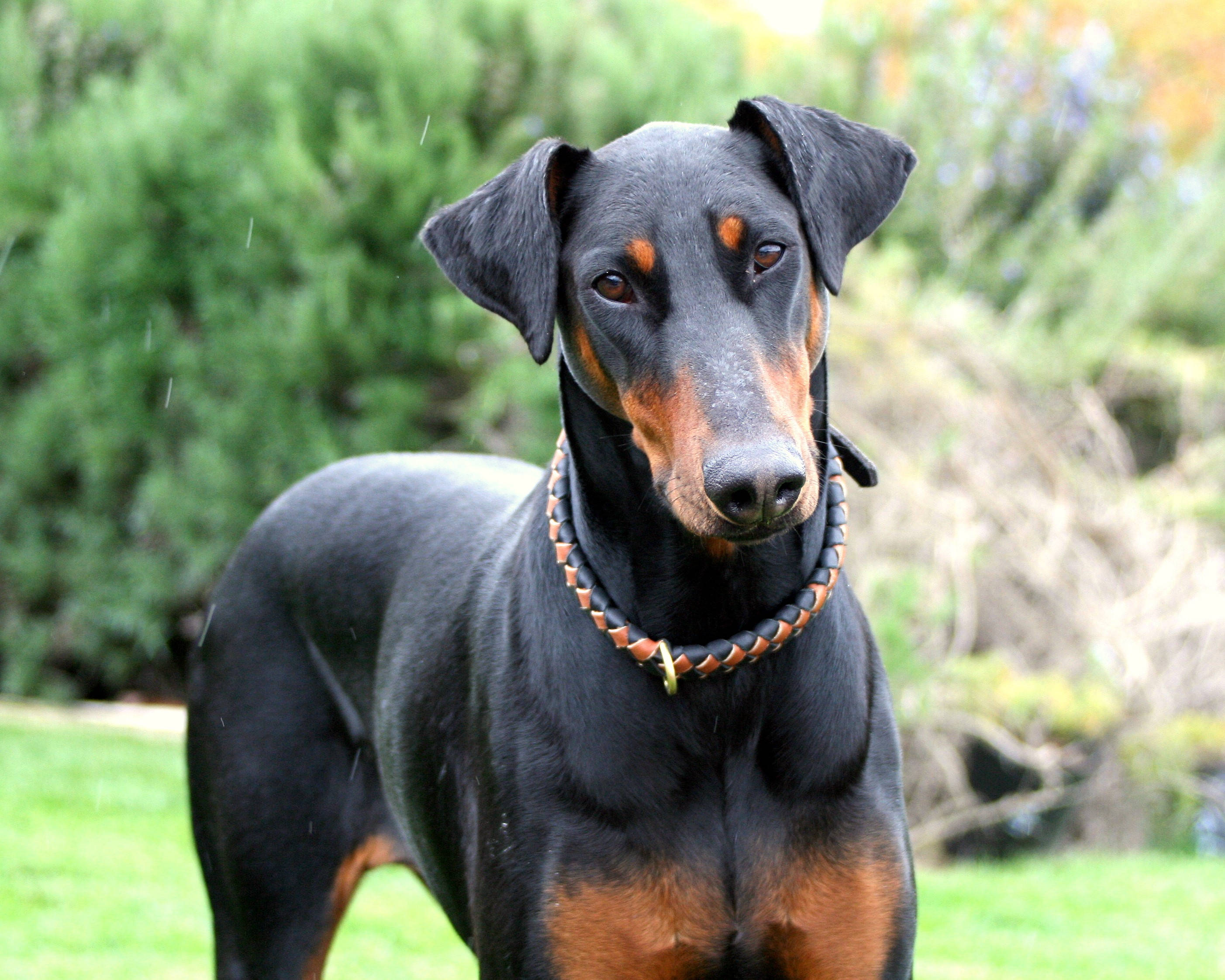 Doberman 桌布 壁紙 — 一隻時尚的黑褐色杜賓犬在草地上警覺地站立，背景是模糊的綠色植物。