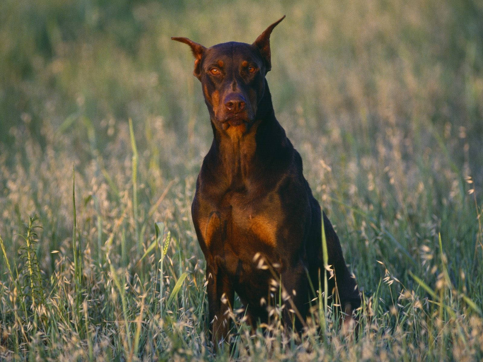 Doberman 桌布 壁紙 — 一隻時尚的黑褐色杜賓犬在陽光普照的高草叢中警覺地坐著，散發著黃金時段的光芒。