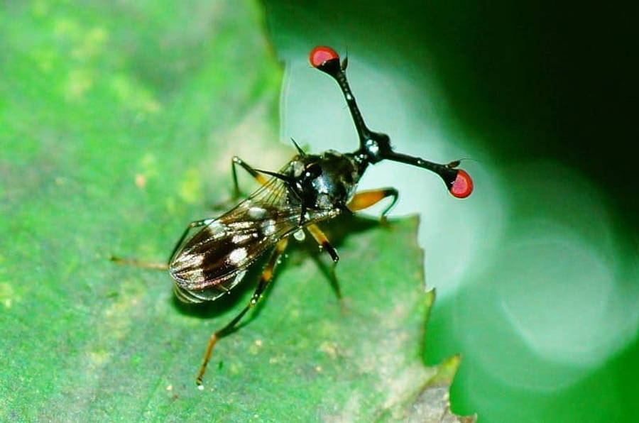 fly 桌布 壁紙 — 一隻晝行性蒼蠅，有兩隻長在柄上的大紅眼，棲息在鮮綠的葉子上，背景柔和散景。