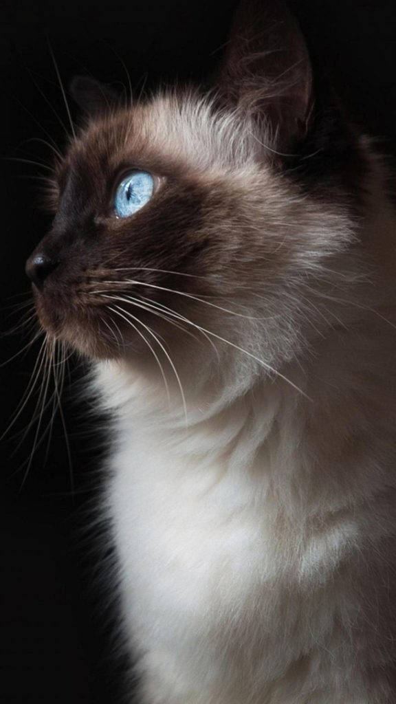 Cute Cat 桌布 壁紙 — 一隻暹羅貓的特寫，擁有引人注目的藍色眼睛和奶油色毛髮，背景為黑色。