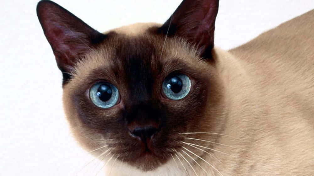 Tonkinese 桌布 壁紙 — 一隻暹羅貓的特寫，擁有引人注目的藍色眼睛和深色面部斑紋，背景為純白色。