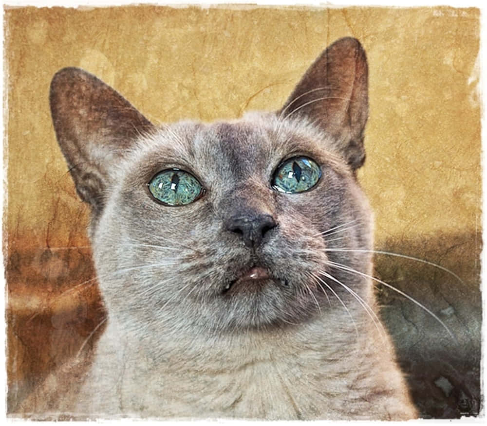 Tonkinese 桌布 壁紙 — 一隻暹羅貓的特寫，擁有引人注目的藍色眼睛和質感復古背景。