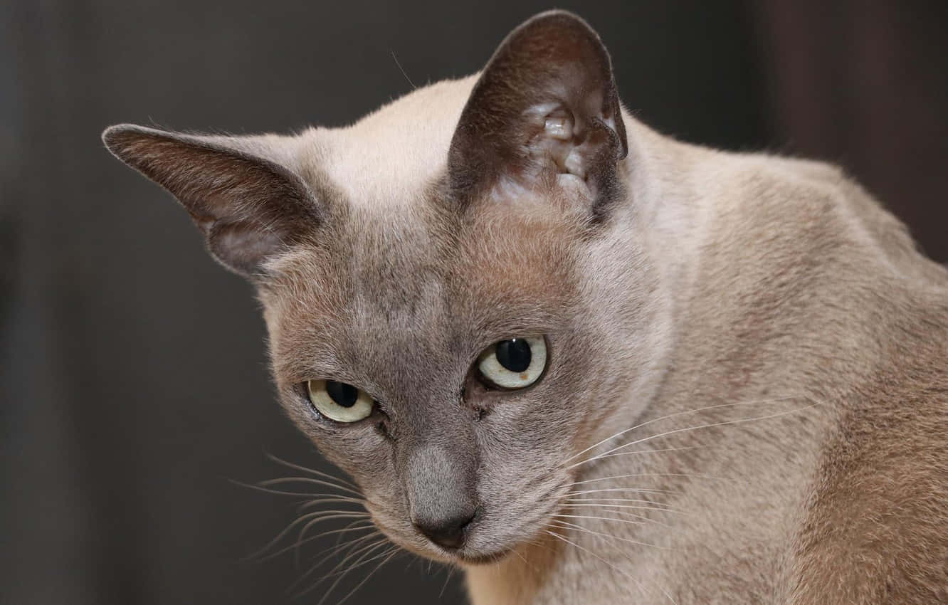 Burmese Cat 桌布 壁紙 — 一隻暹羅貓的特寫，擁有搶眼的綠色眼睛和奶油色毛髮，背景是暗色模糊效果。