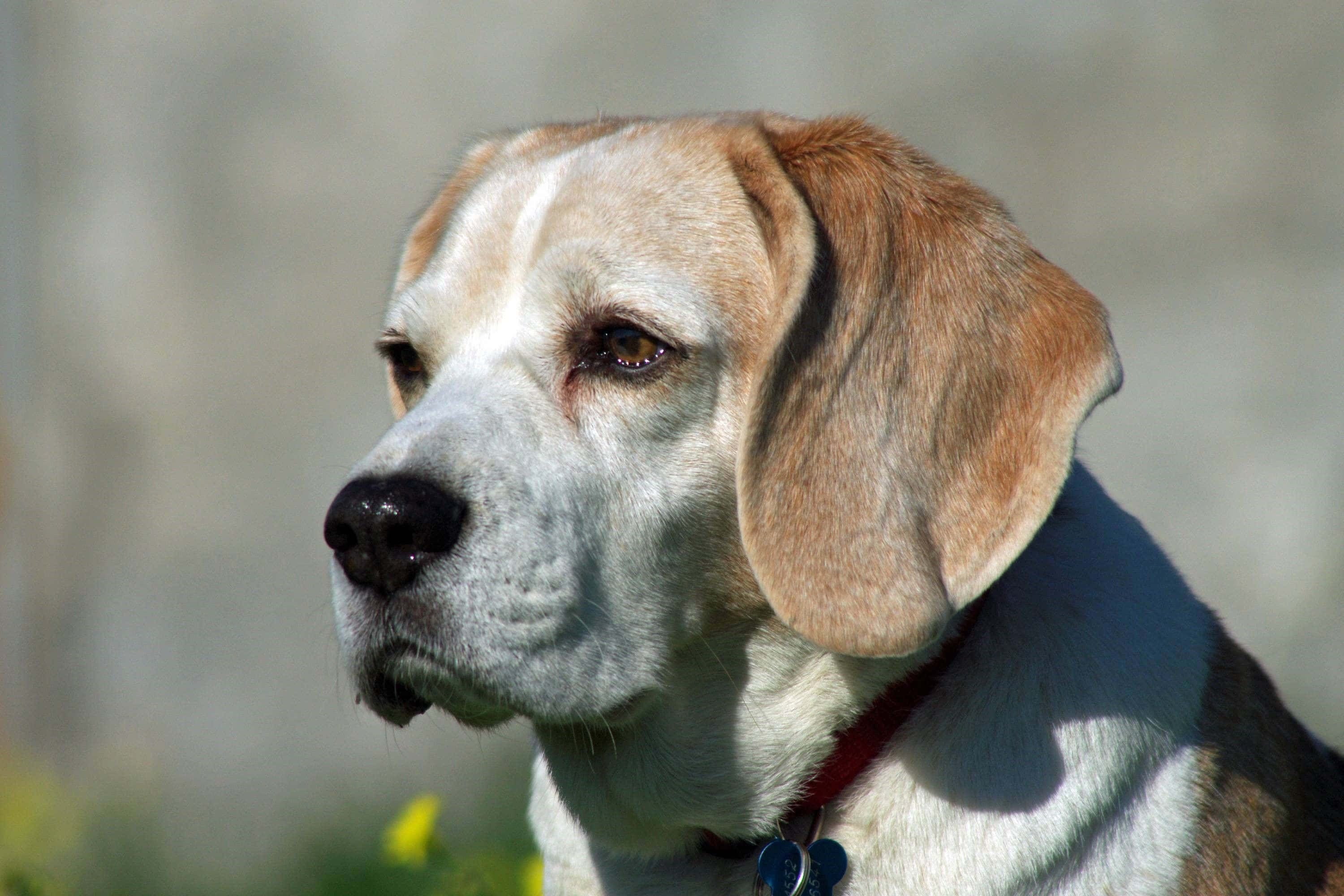 Beagle Dogs 桌布 壁紙 — 一隻有下垂棕色耳朵和白色毛髮的比格犬特寫，在明亮的陽光下若有所思地凝視戶外。