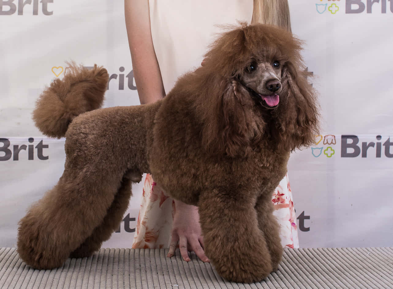 Poodle 桌布 壁紙 — 一隻有光澤的棕色貴賓犬在狗展的紋理平台上自豪地站立，身後隱約可見馴犬師。
