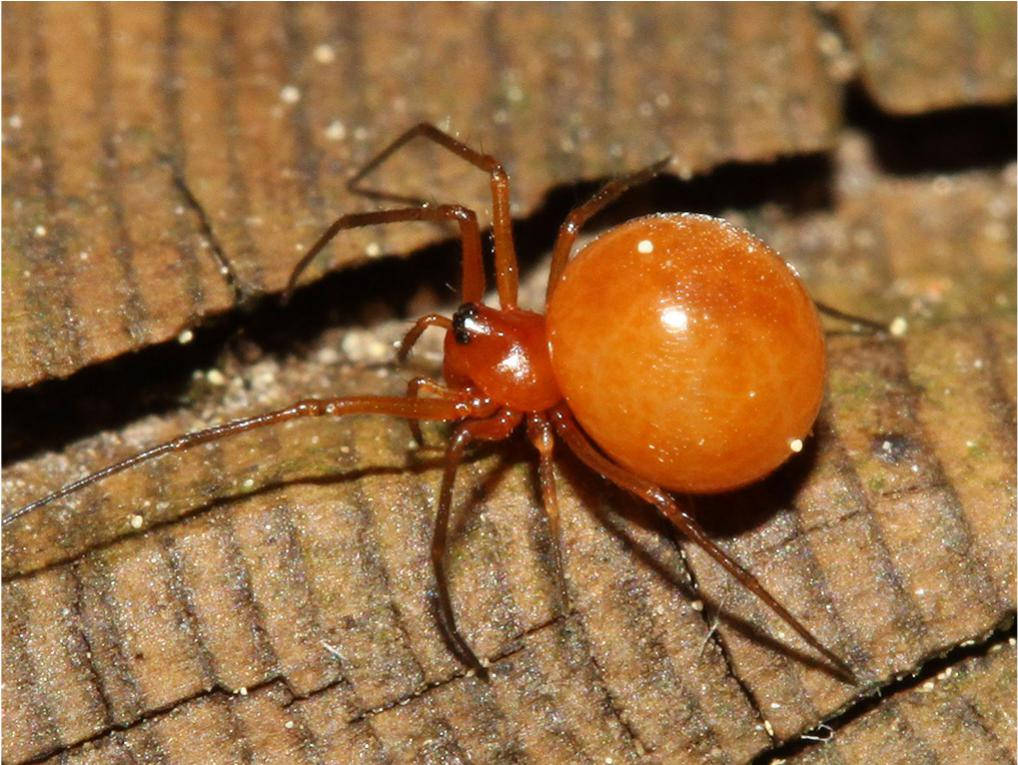 Spider 桌布 壁紙 — 一隻有光澤的橙色長腿蜘蛛在自然光下棲息在質感粗糙的棕色樹皮上。