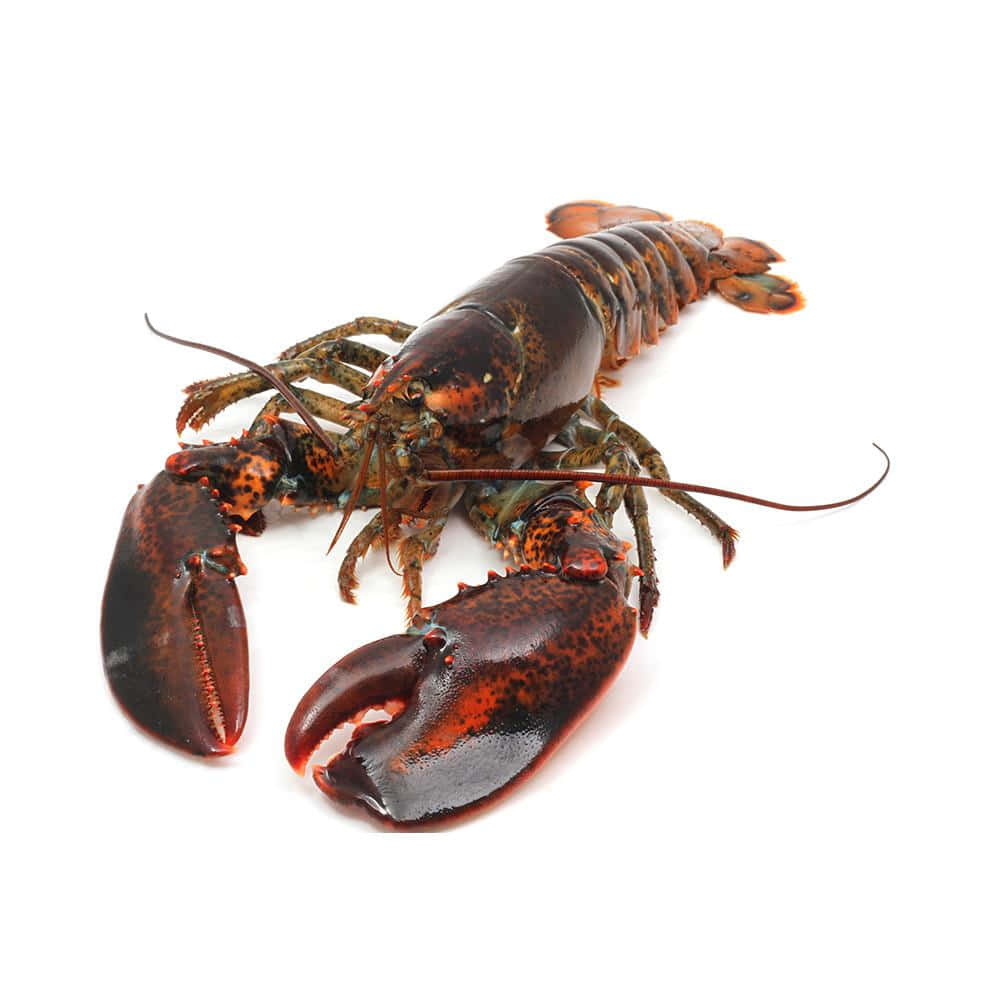 Lobster 桌布 壁紙 — 一隻有光澤的活龍蝦，帶有紅色和綠色斑駁的殼和長觸角，放在純白色背景上。
