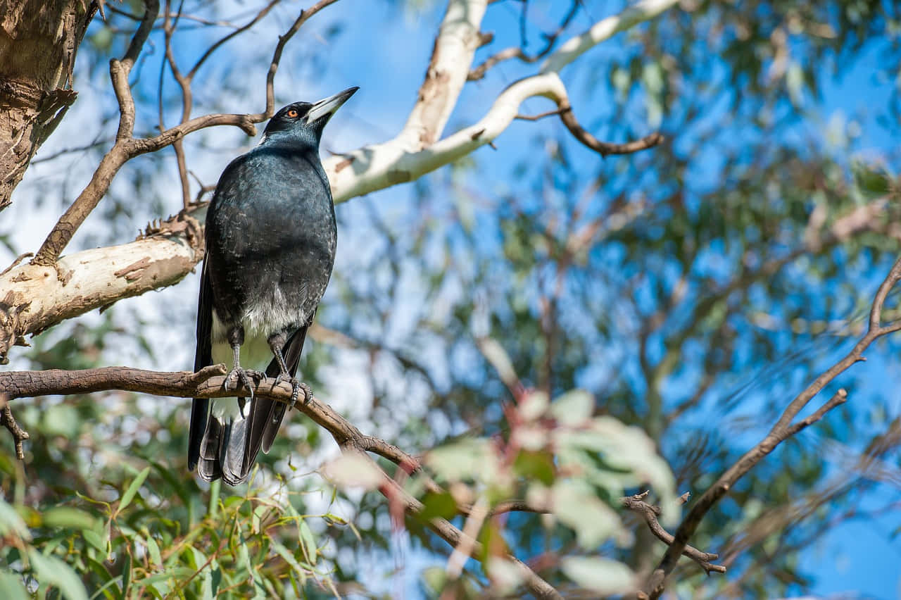 Magpies And Crows 桌布 壁紙 — 一隻有光澤的黑色currawong警覺地棲息在陽光照耀的樹枝上，背景是充滿活力的藍天。