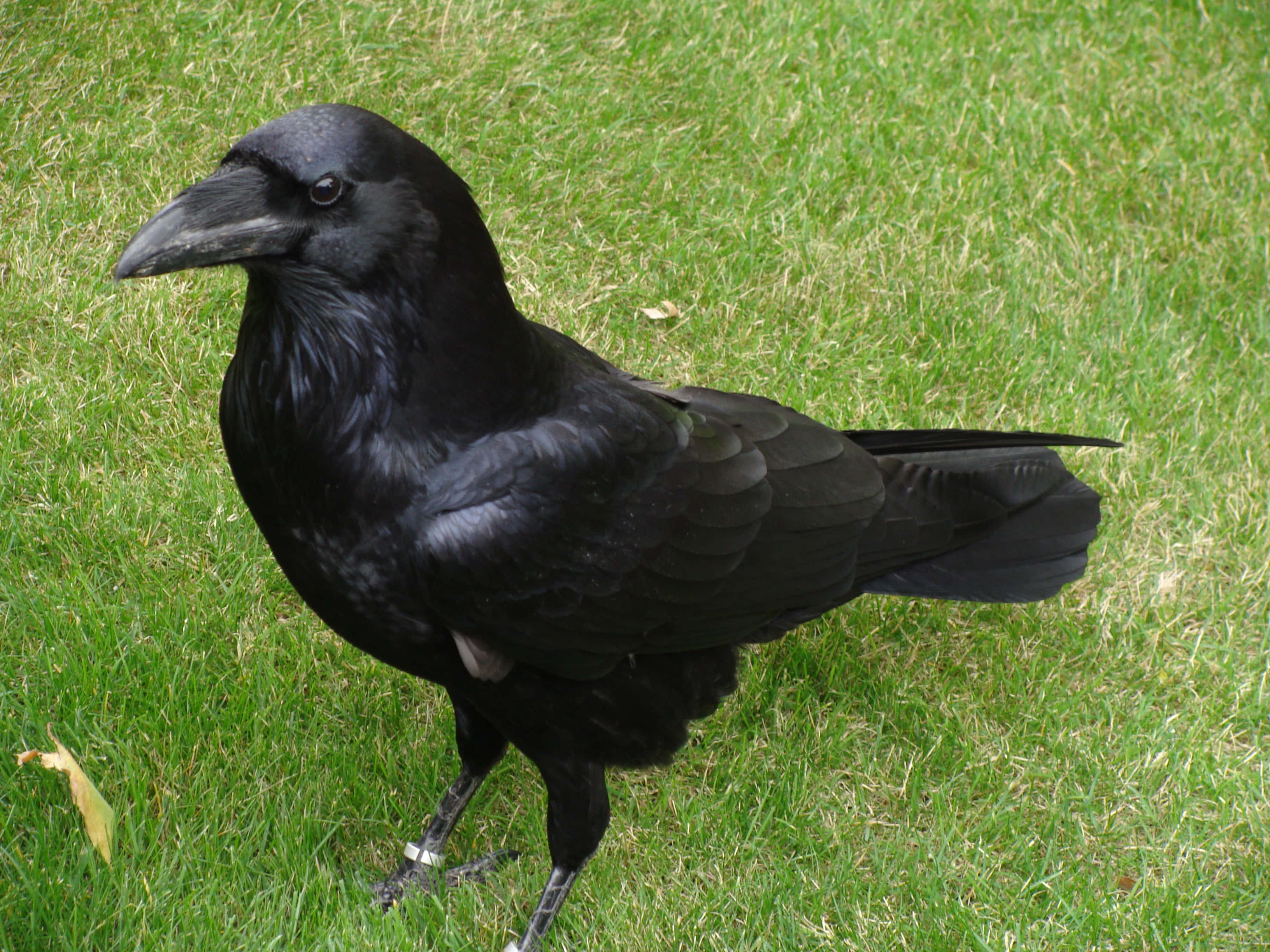 Raven 桌布 壁紙 — 一隻有光澤的黑色烏鴉在自然日光下警覺地站在充滿活力的綠色草地上。