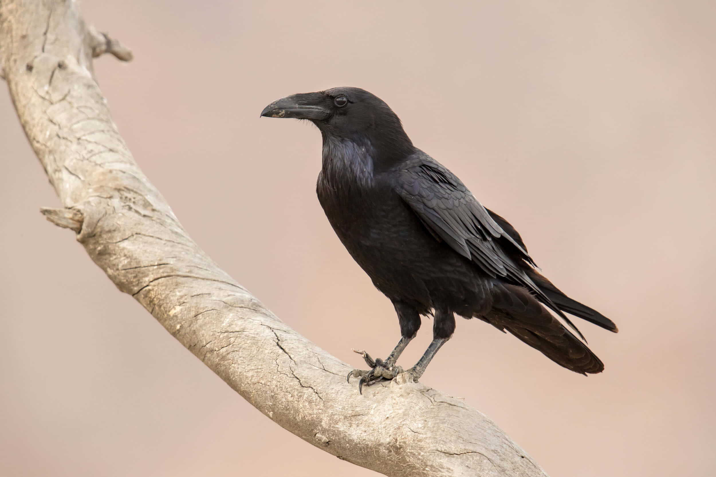 Raven 桌布 壁紙 — 一隻有光澤的黑色烏鴉警覺地棲息在風化、有紋理的樹枝上，背景是柔和的米色。