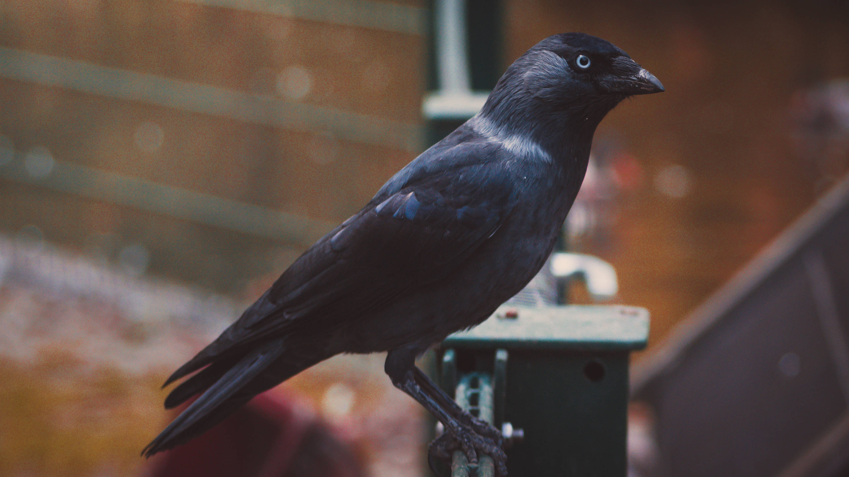 birds 桌布 壁紙 — 一隻有光澤的黑色烏鴉警覺地棲息在金屬柱上，背景是溫暖模糊的城市景觀。
