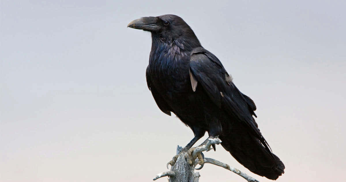 Raven 桌布 壁紙 — 一隻有光澤的黑色烏鴉警覺地棲息在一根風化的樹枝上，背景是柔和的灰色天空。