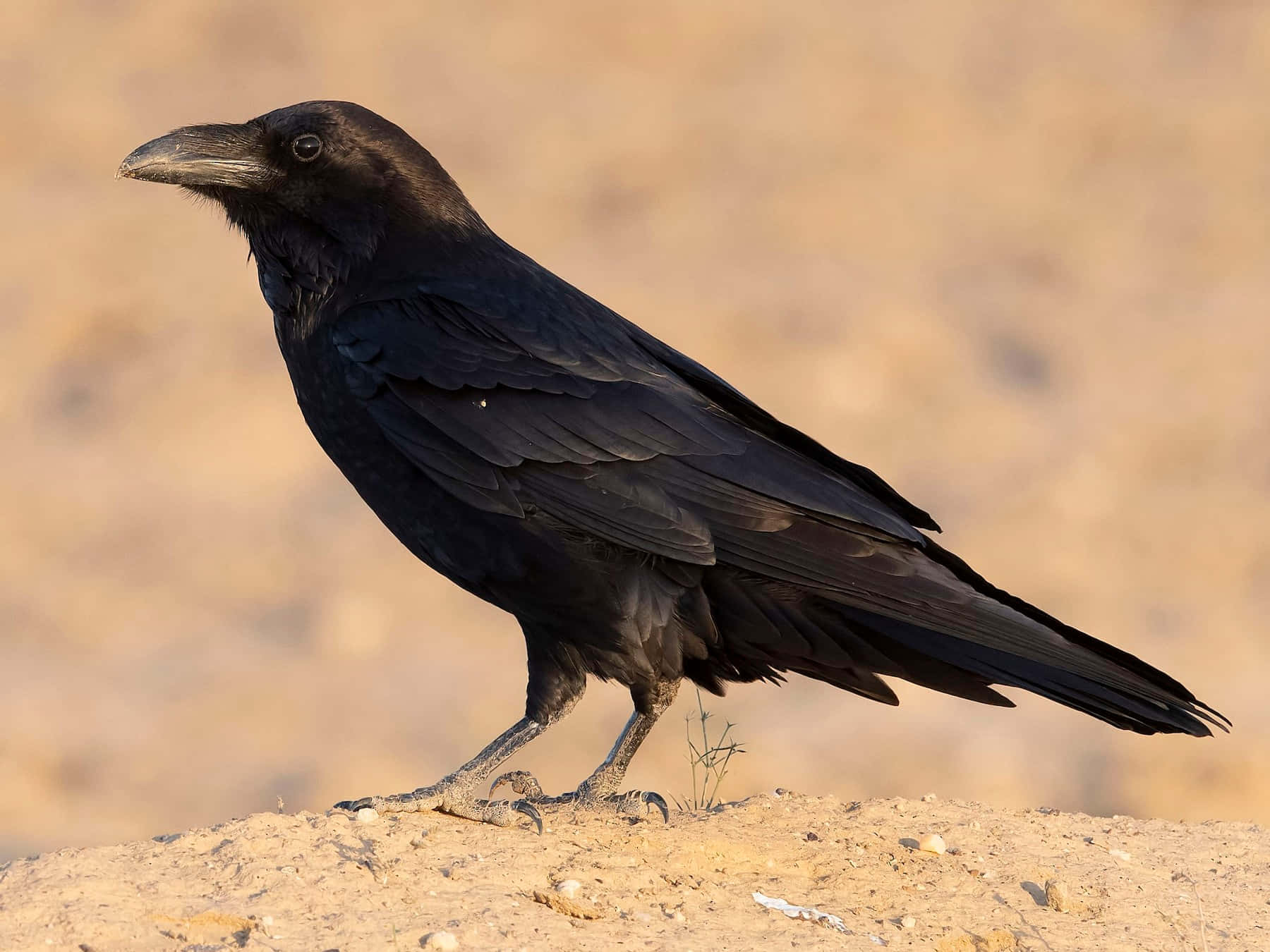 Raven 桌布 壁紙 — 一隻有光澤的黑色烏鴉警覺地站在沙地上，背景溫暖模糊。