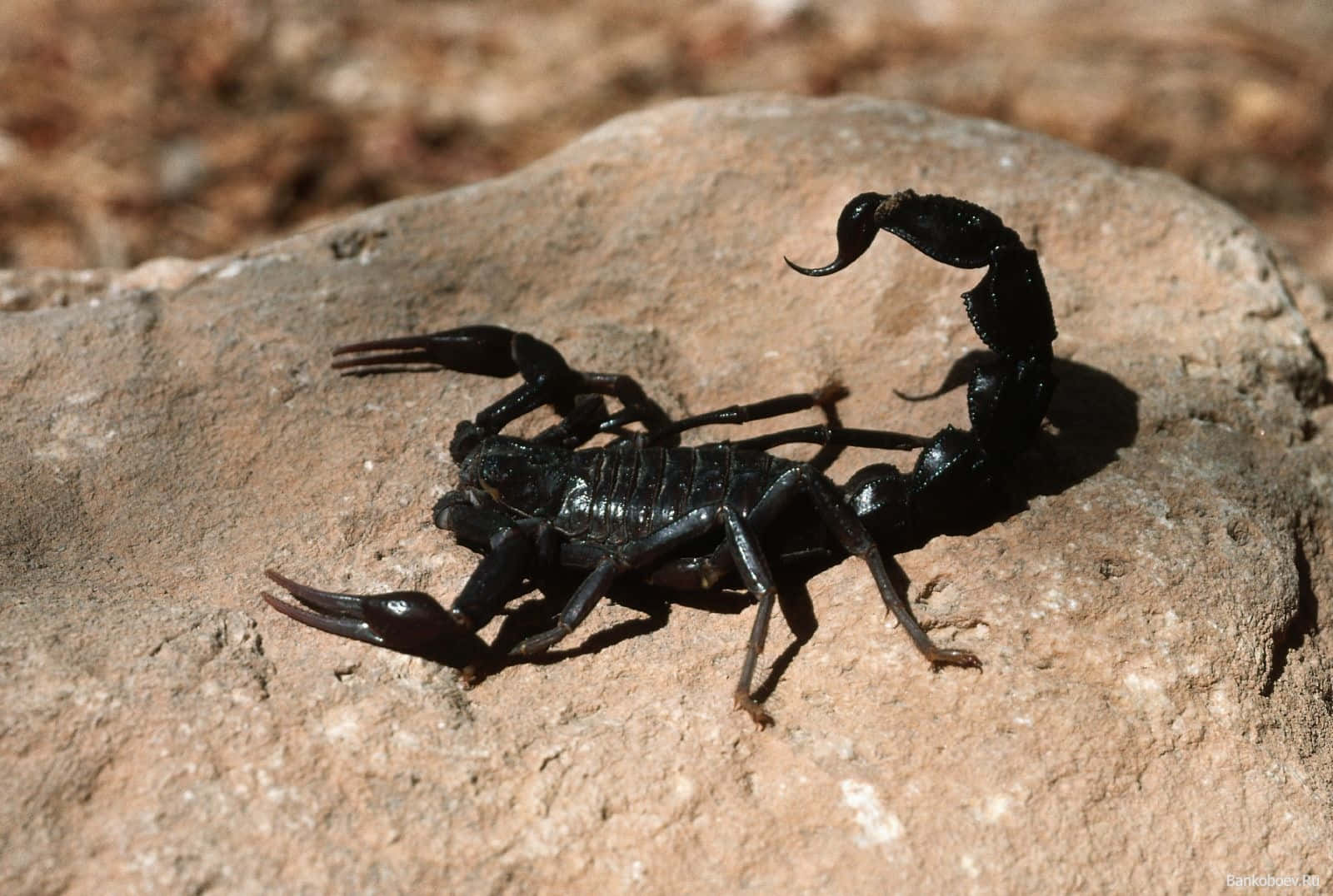 scorpion 桌布 壁紙 — 一隻有光澤的黑色蠍子在陽光明媚、有紋理的石頭上蜷曲尾巴，處於乾燥、泥土般的環境中。