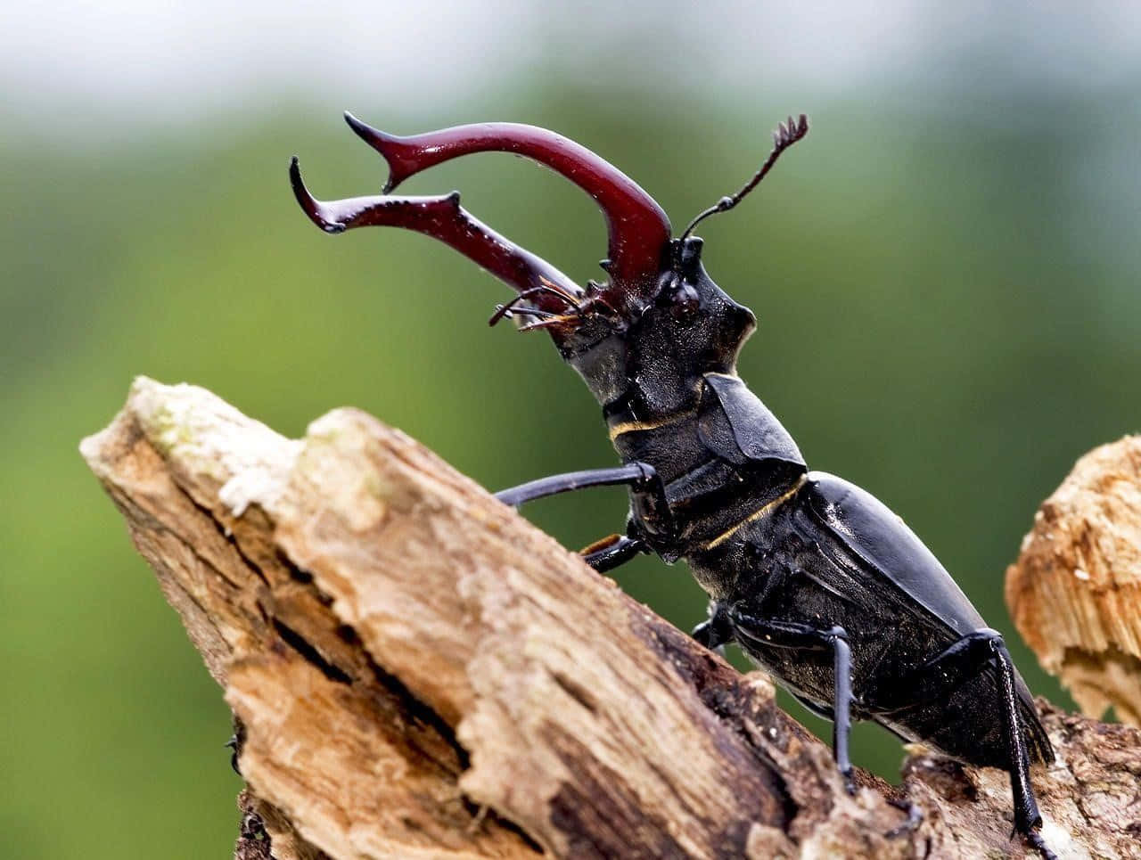 Insects 桌布 壁紙 — 一隻有光澤的黑色鍬形蟲，帶有彎曲的紅褐色大顎，棲息在粗糙風化的木頭上，背景是柔和的綠色。