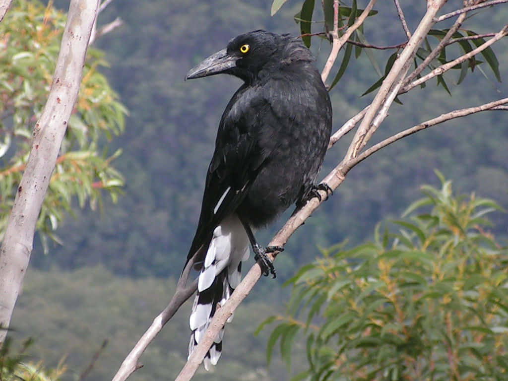 Magpies And Crows 桌布 壁紙 — 一隻有光澤的黑色鳥，擁有引人注目的黃色眼睛和白色尖端尾巴，棲息在綠葉中的樹枝上。