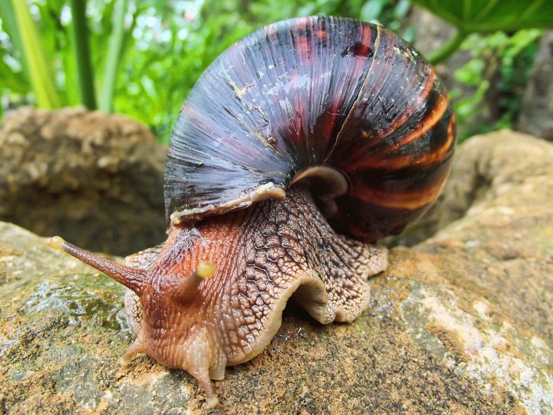 Snail 桌布 壁紙 — 一隻有光澤黑色和橙色殼的大蝸牛在濕岩石上爬行，周圍環繞著綠色植物的特寫。