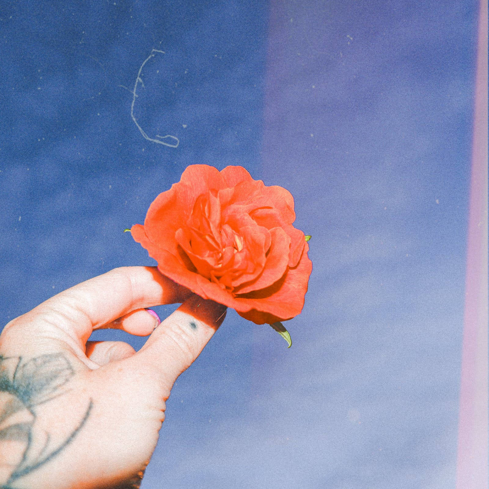 Aesthetic Photography 桌布 壁紙 — 一隻有刺青的手輕輕握著一朵鮮紅的玫瑰，背景是帶有柔和光線的紋理藍色。