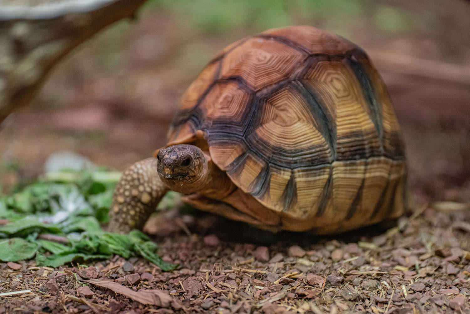animal kingdom 桌布 壁紙 — 一隻有圖案龜殼的陸龜在覆蓋物床上咀嚼綠葉的特寫。