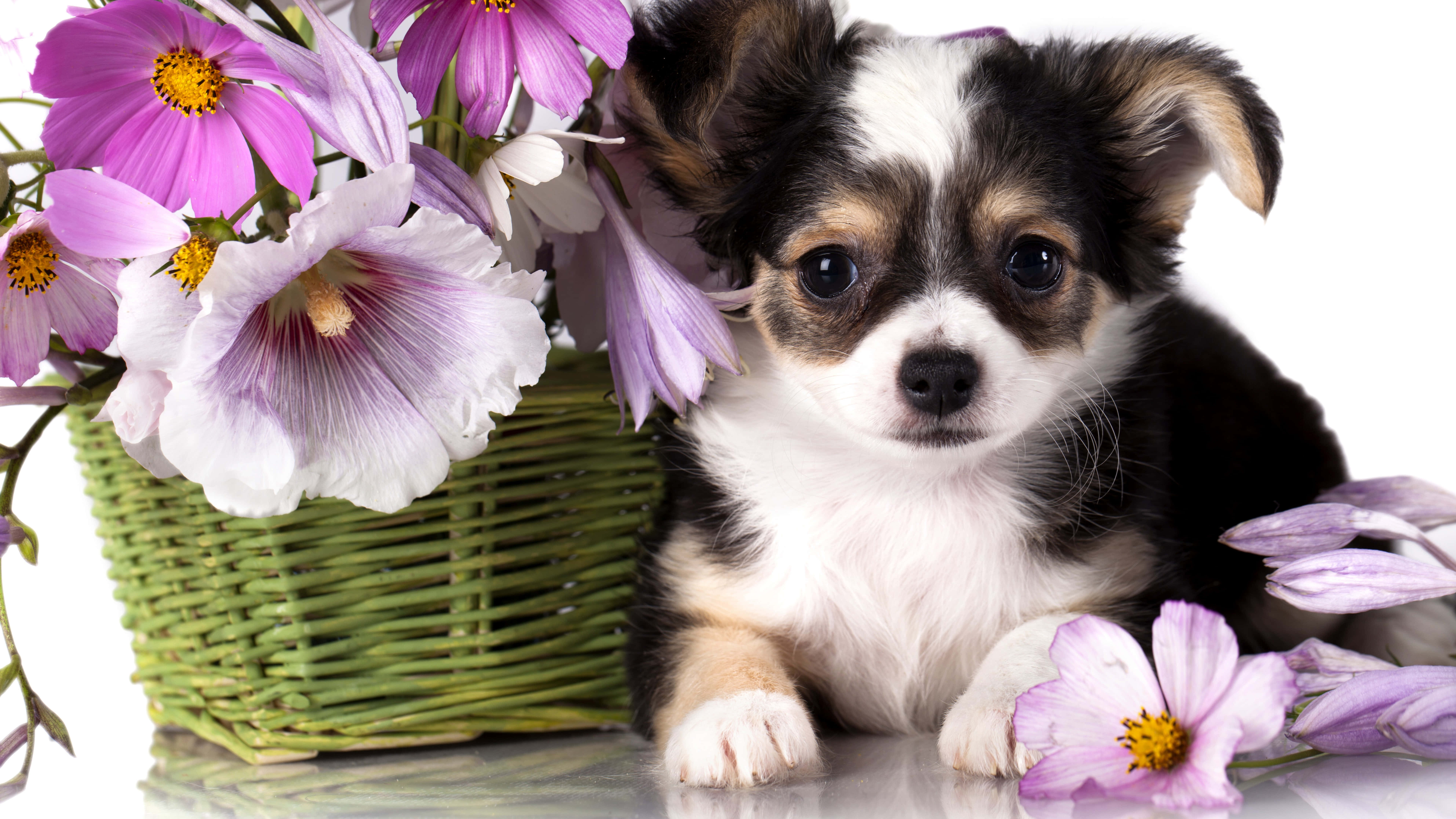 Chihuahua 桌布 壁紙 — 一隻有大眼睛的細小黑白色小狗，坐在一個反射表面上，旁邊有一個綠色籃子，裝滿紫色和白色的花。