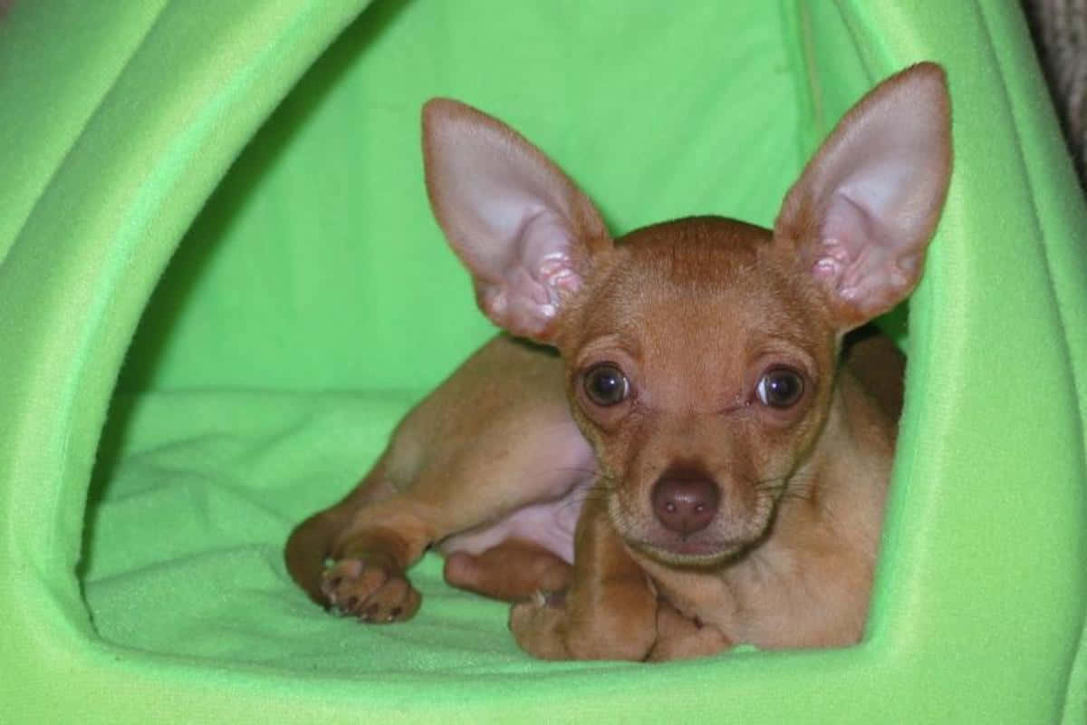 Teacup Chihuahua 桌布 壁紙 — 一隻有大耳朵的小棕色小狗，好奇地從一個亮綠色的布狗床中探出頭來。